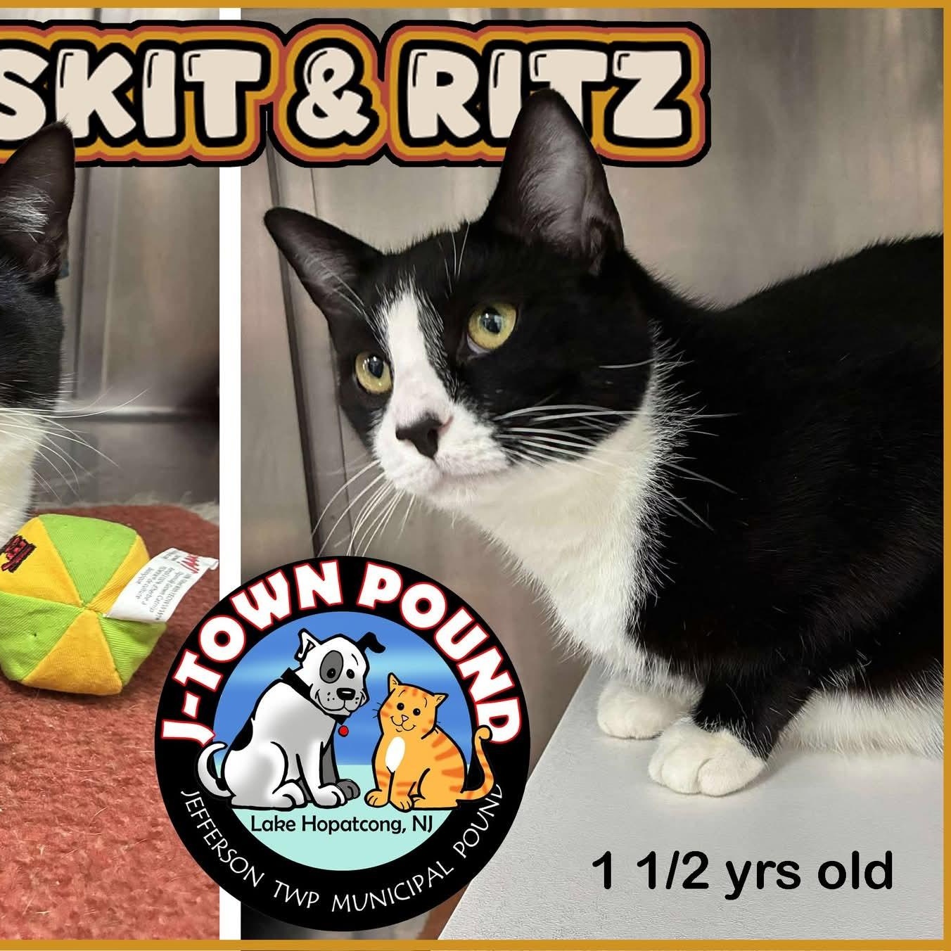 Enlarge Ritz (& Triskit)- Bonded siblings & longest residents, a ADOPTABLE Domestic Short Hair in Lake Hopatcong, NJ image 1/6