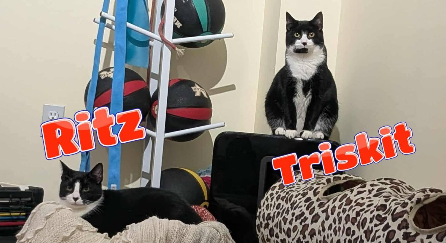 Enlarge Ritz (& Triskit)- Bonded siblings & longest residents, a ADOPTABLE Domestic Short Hair in Lake Hopatcong, NJ image 2/6