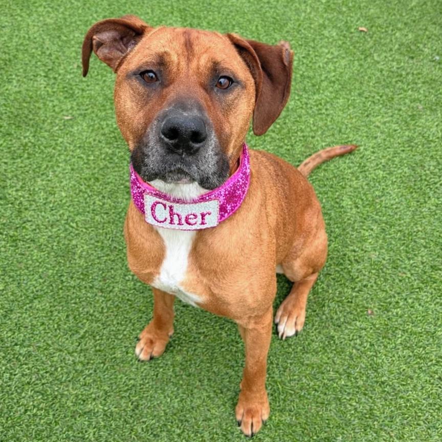 Enlarge Cher, a Adoptable mixed breed in Binghamton, NY image 1/1