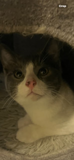 Jack Frost, Adopted, Young Male Tuxedo.