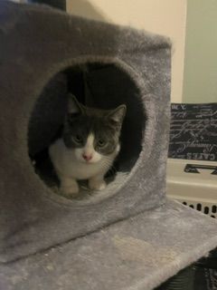 Enlarge Jack Frost, a Adopted mixed breed in Reno, NV image 2/6