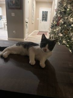 Enlarge Jack Frost, a Adopted mixed breed in Reno, NV image 3/6