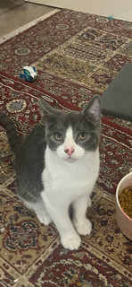 Enlarge Jack Frost, a Adopted mixed breed in Reno, NV image 5/6