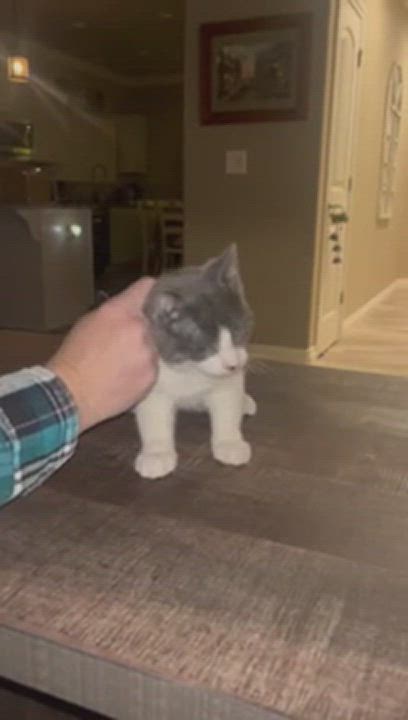 Enlarge Jack Frost, a Adopted mixed breed in Reno, NV video 6/6