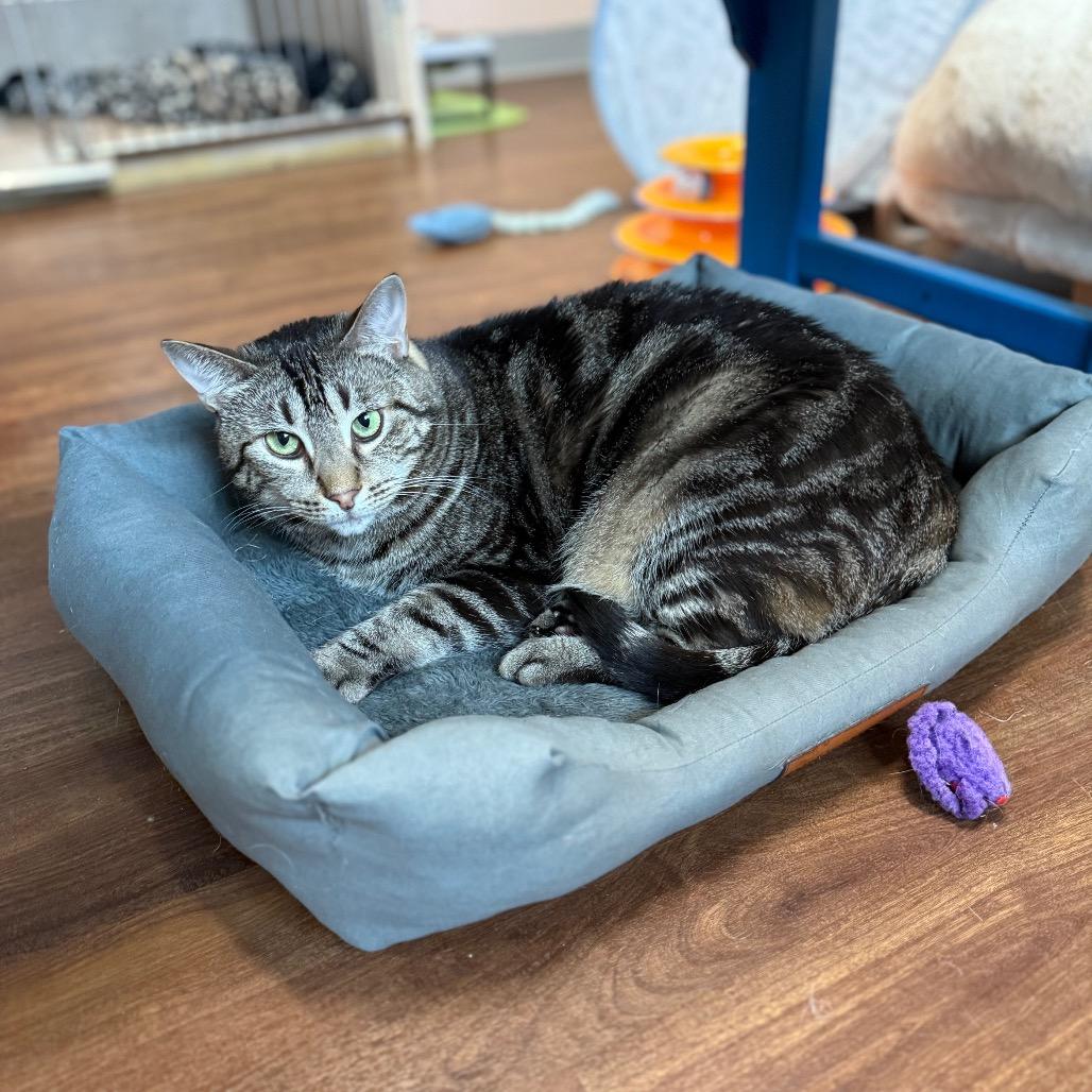 Rizzoli, Adoptable, Adult Female Domestic Short Hair.
