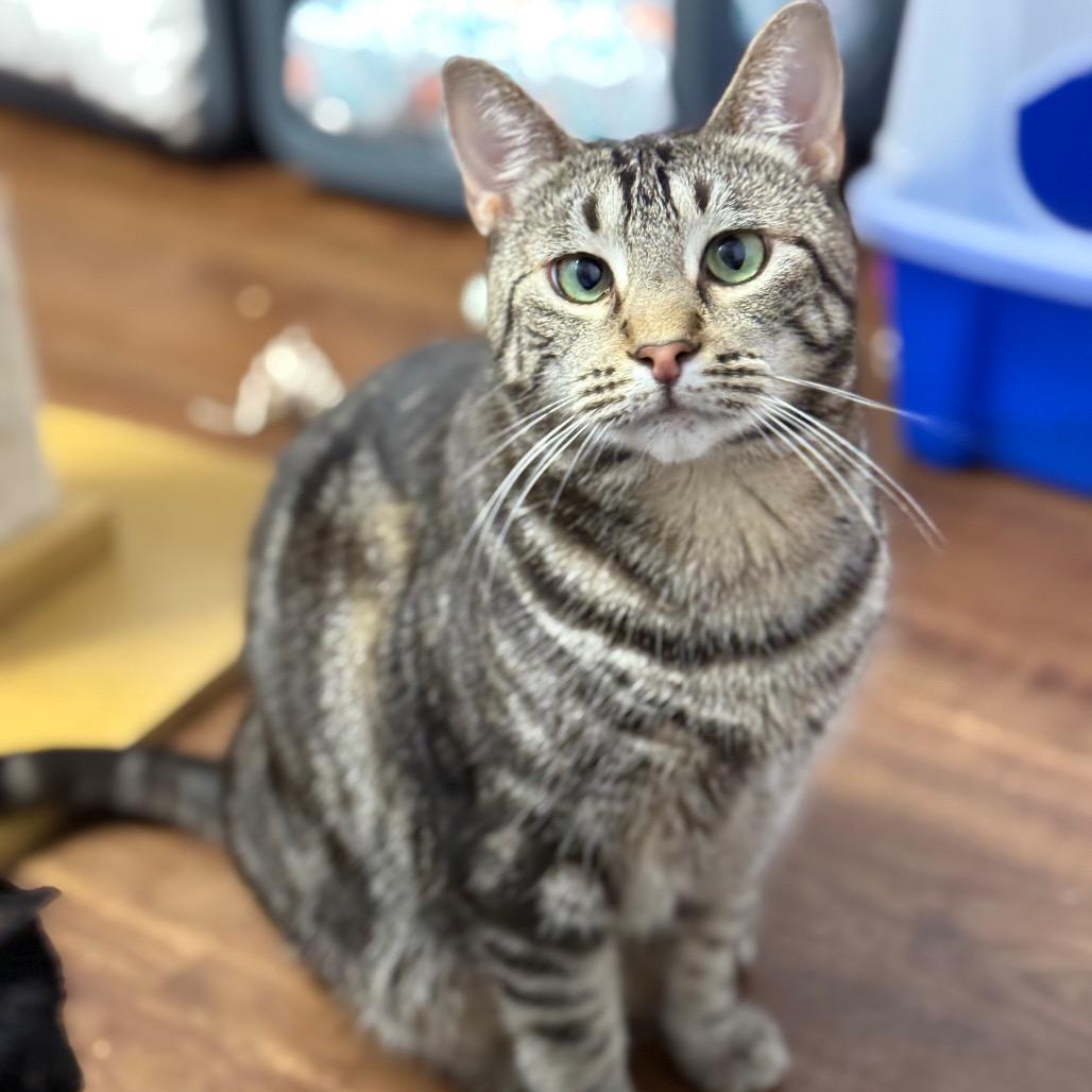 Enlarge Rizzoli, a Adoptable Domestic Short Hair in Port Richey, FL image 1/6