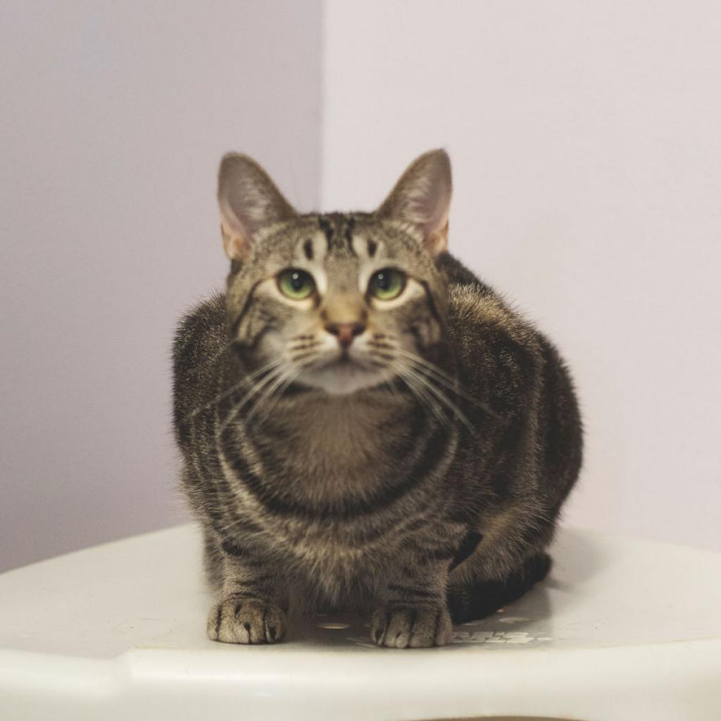 Rizzoli, Adoptable, Adult Female Domestic Short Hair.