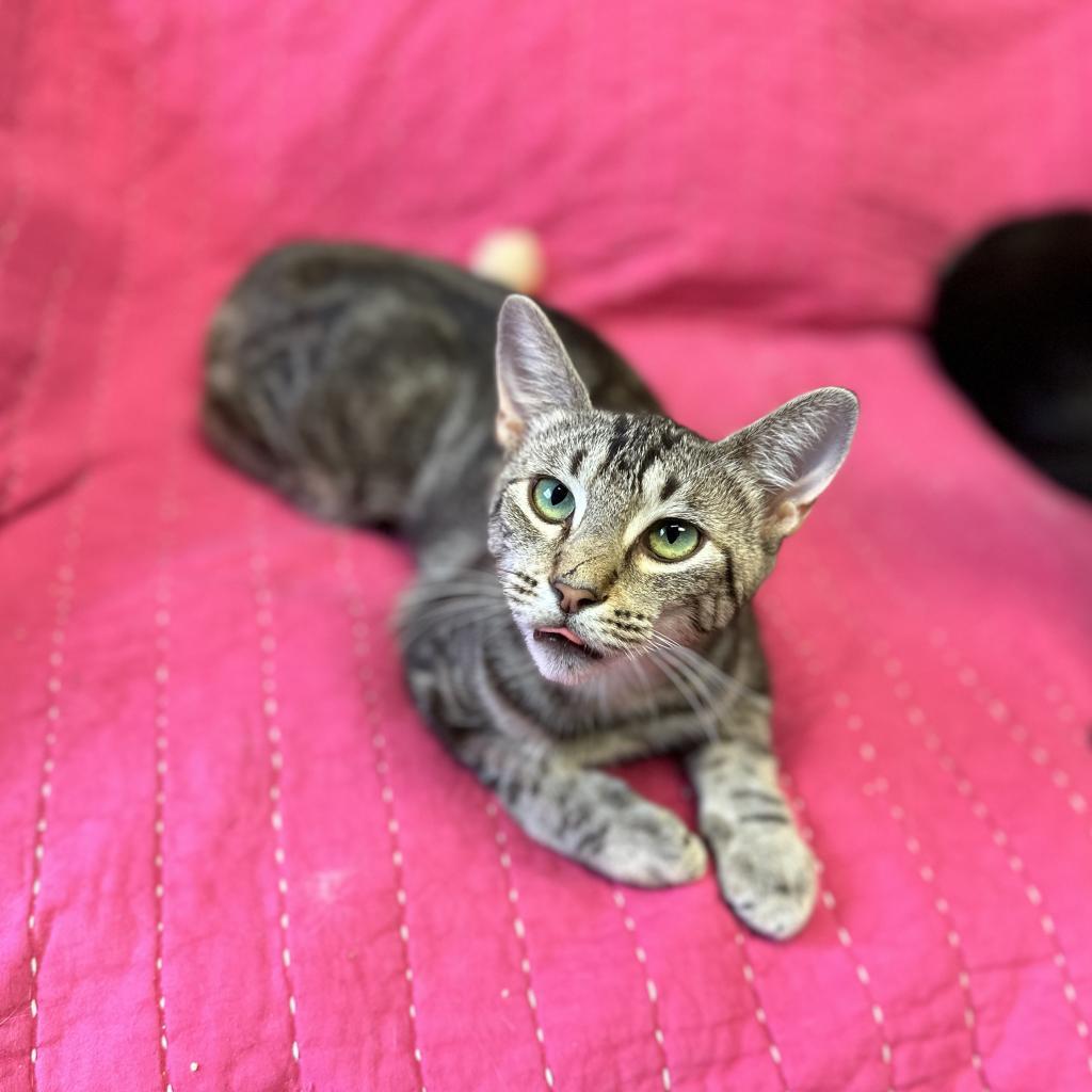 Enlarge Rizzoli, a Adoptable Domestic Short Hair in Port Richey, FL image 3/6