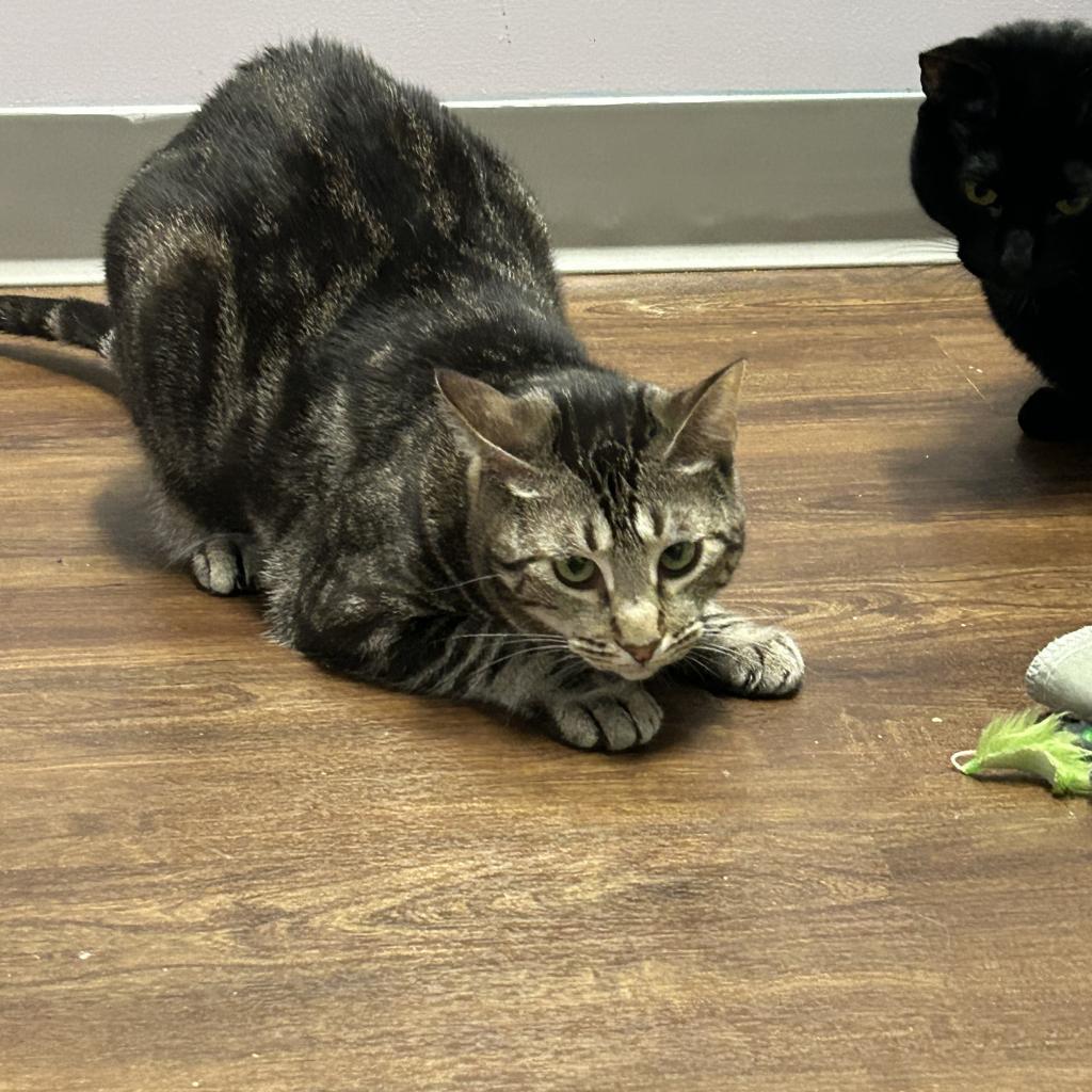 Enlarge Rizzoli, a Adoptable Domestic Short Hair in Port Richey, FL image 4/6