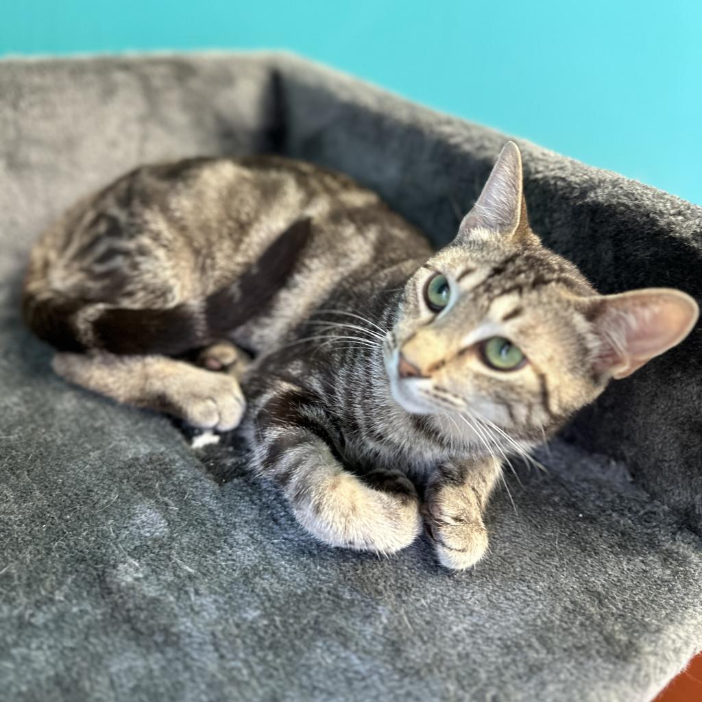 Rizzoli, a Adoptable Domestic Short Hair in Port Richey, FL image 3/6