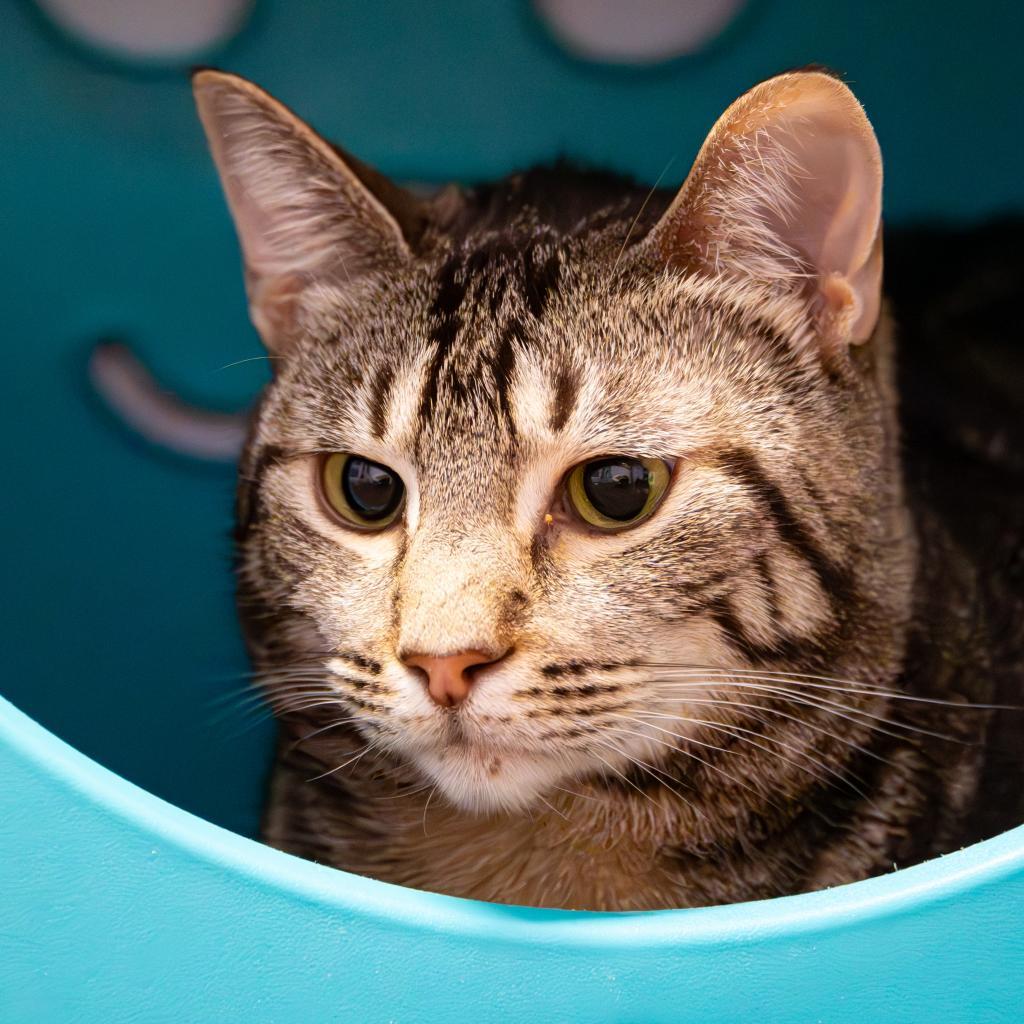 Enlarge Rizzoli, a Adoptable Domestic Short Hair in Port Richey, FL image 5/6