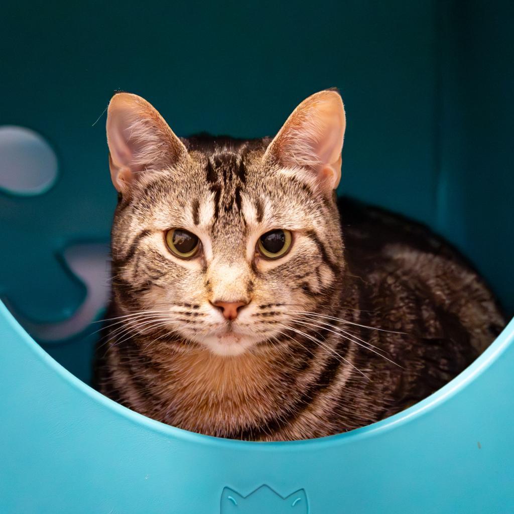 Enlarge Rizzoli, a Adoptable Domestic Short Hair in Port Richey, FL image 6/6