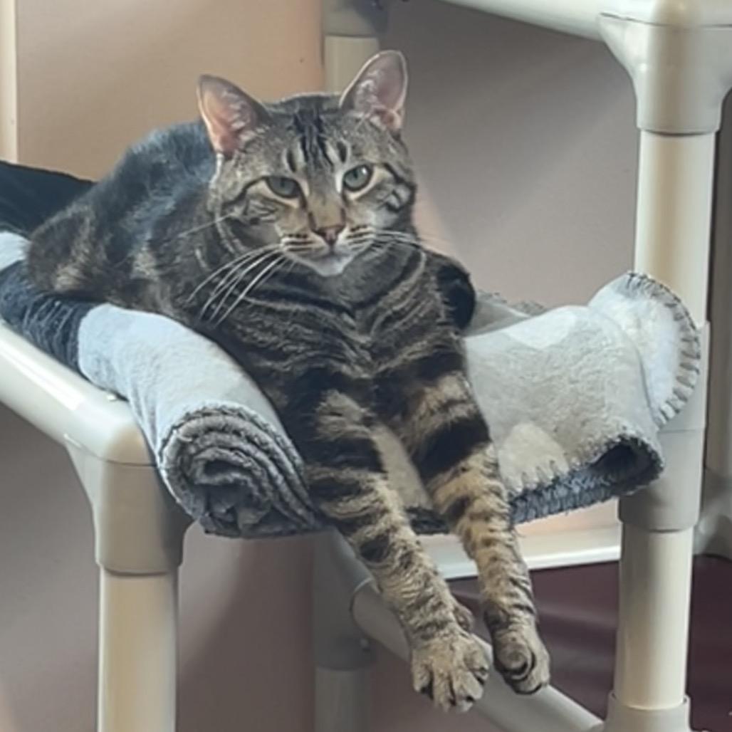 Rizzoli, a Adoptable Domestic Short Hair in Port Richey, FL image 6/6