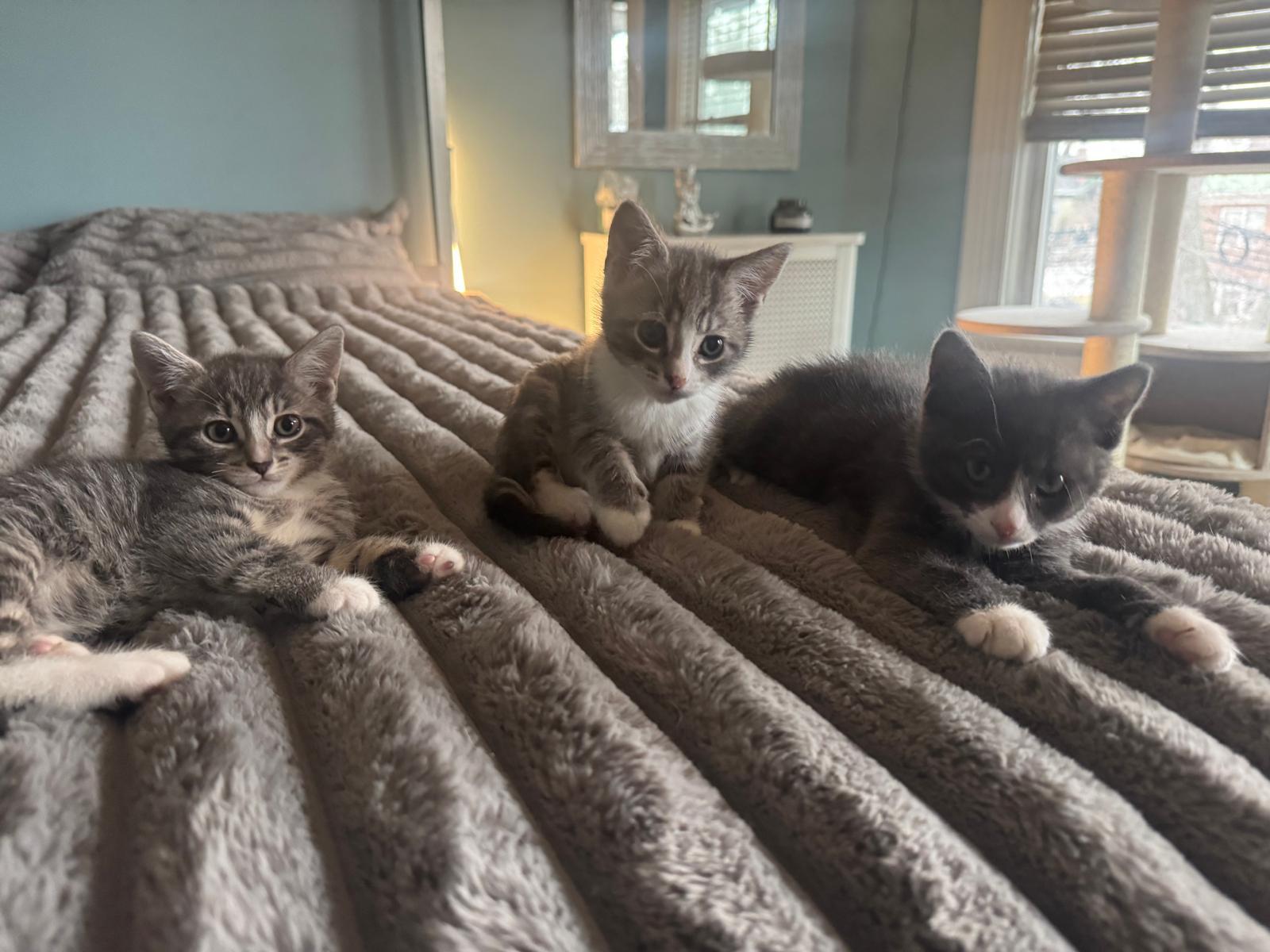 Gilda, Adoptable, Kitten Female Domestic Short Hair.