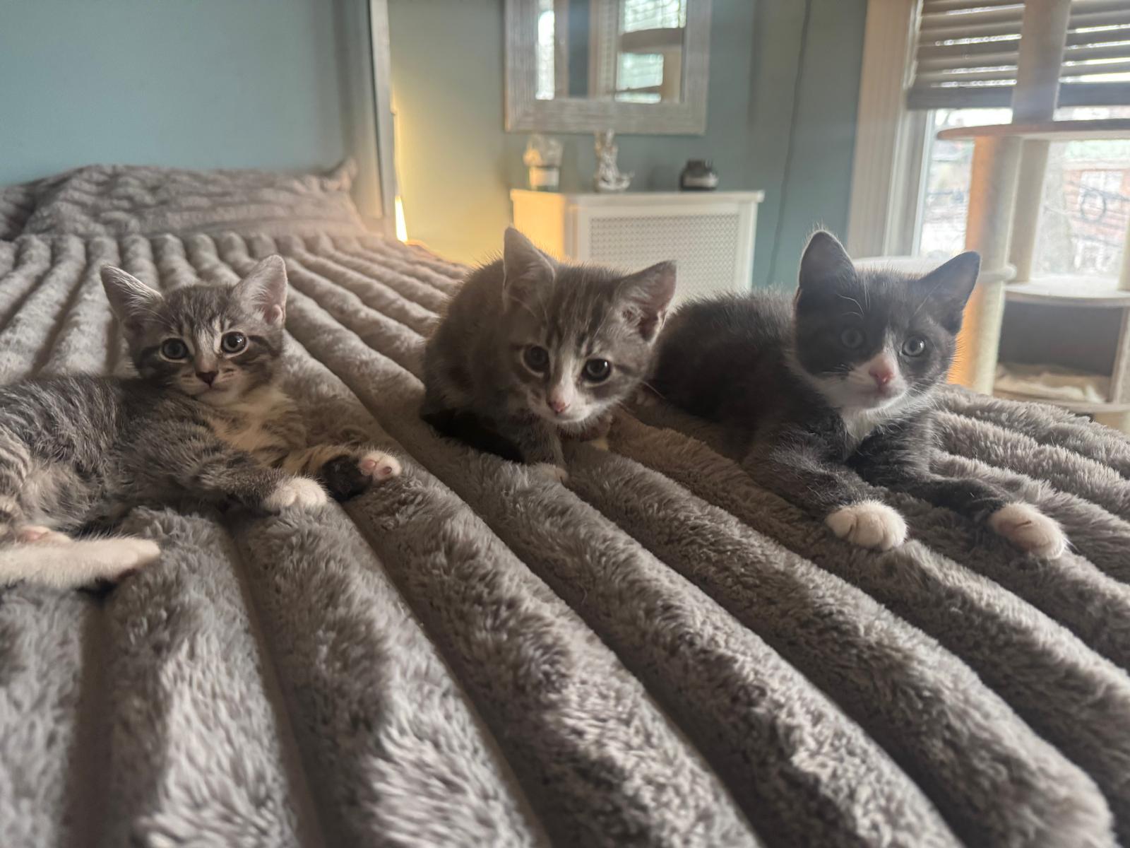 Enlarge Gilda, a Adoptable Domestic Short Hair in Jersey City, NJ image 3/5