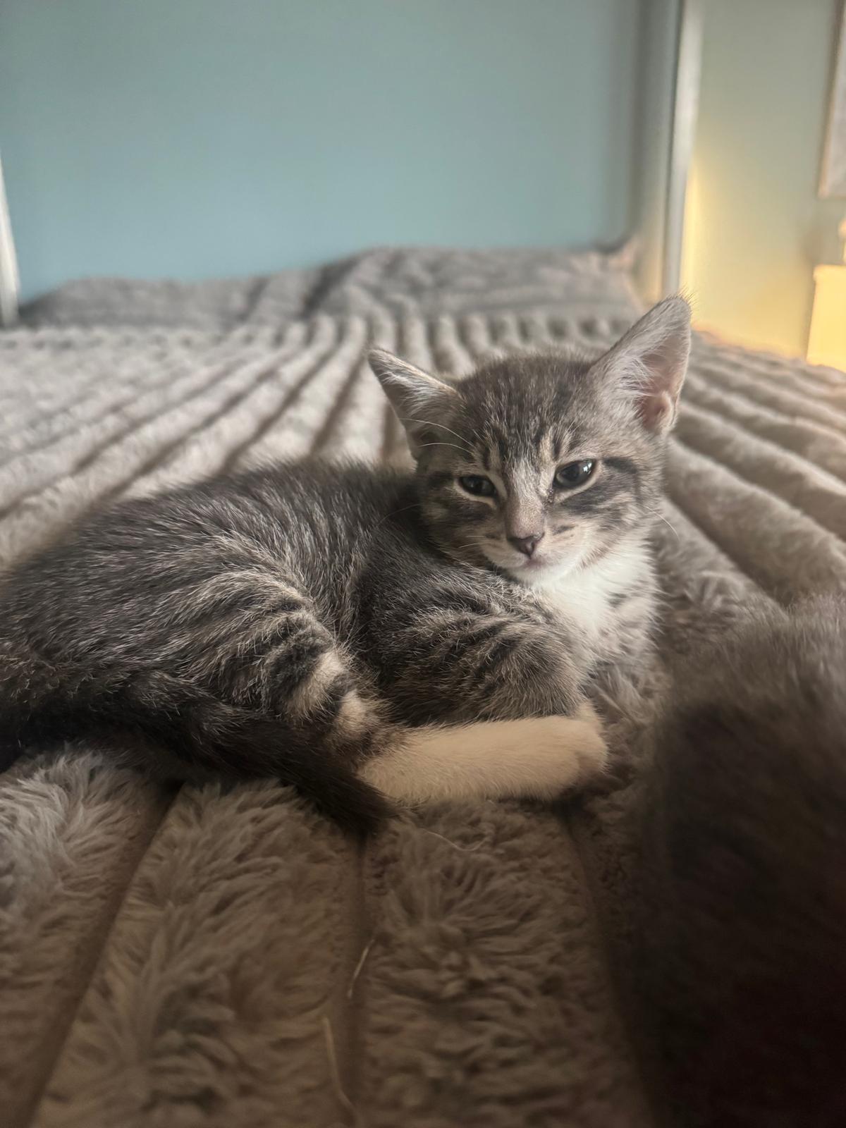 Enlarge Gilda, a Adoptable Domestic Short Hair in Jersey City, NJ image 4/5