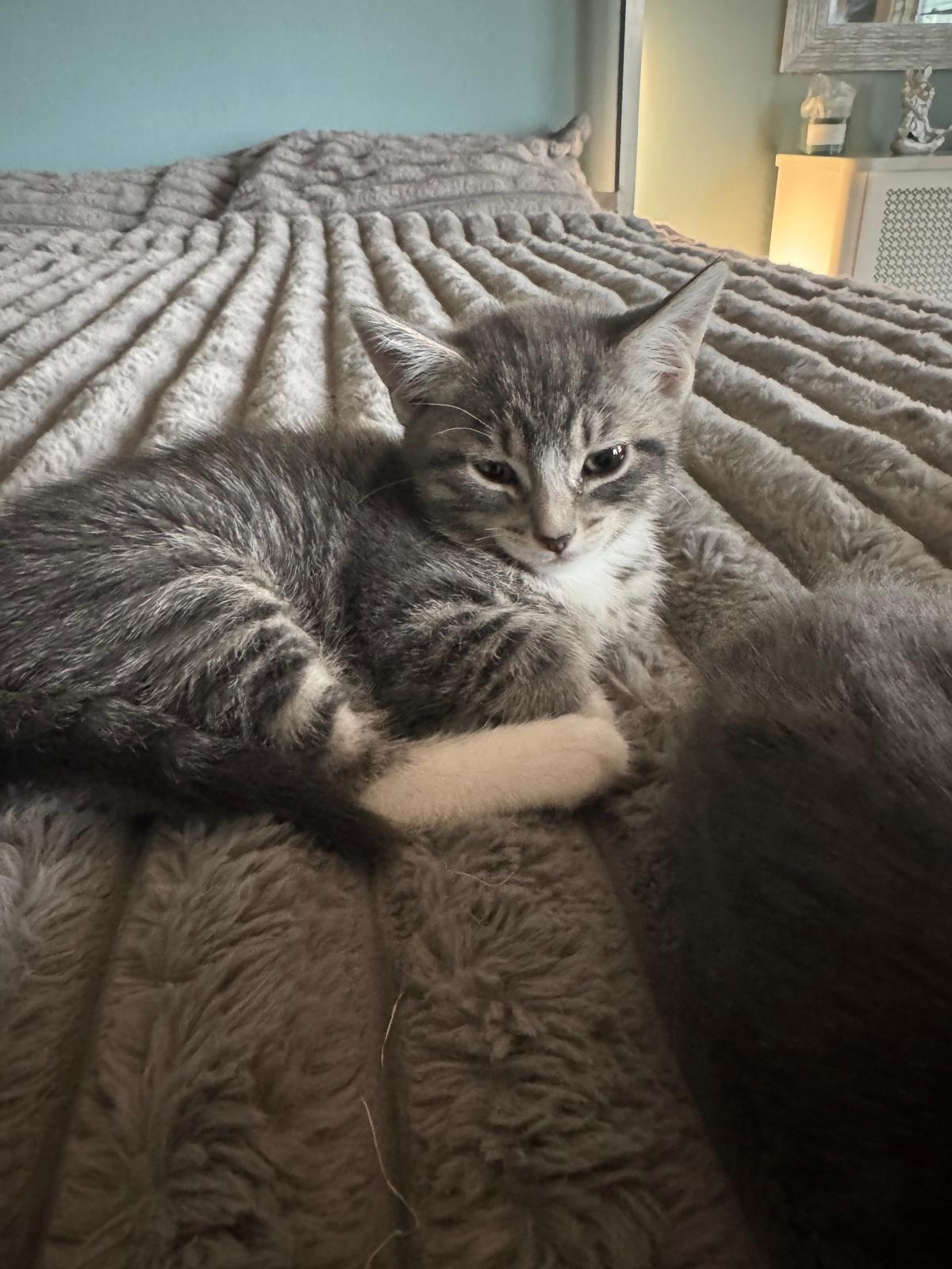 Enlarge Gilda, a Adoptable Domestic Short Hair in Jersey City, NJ image 5/5