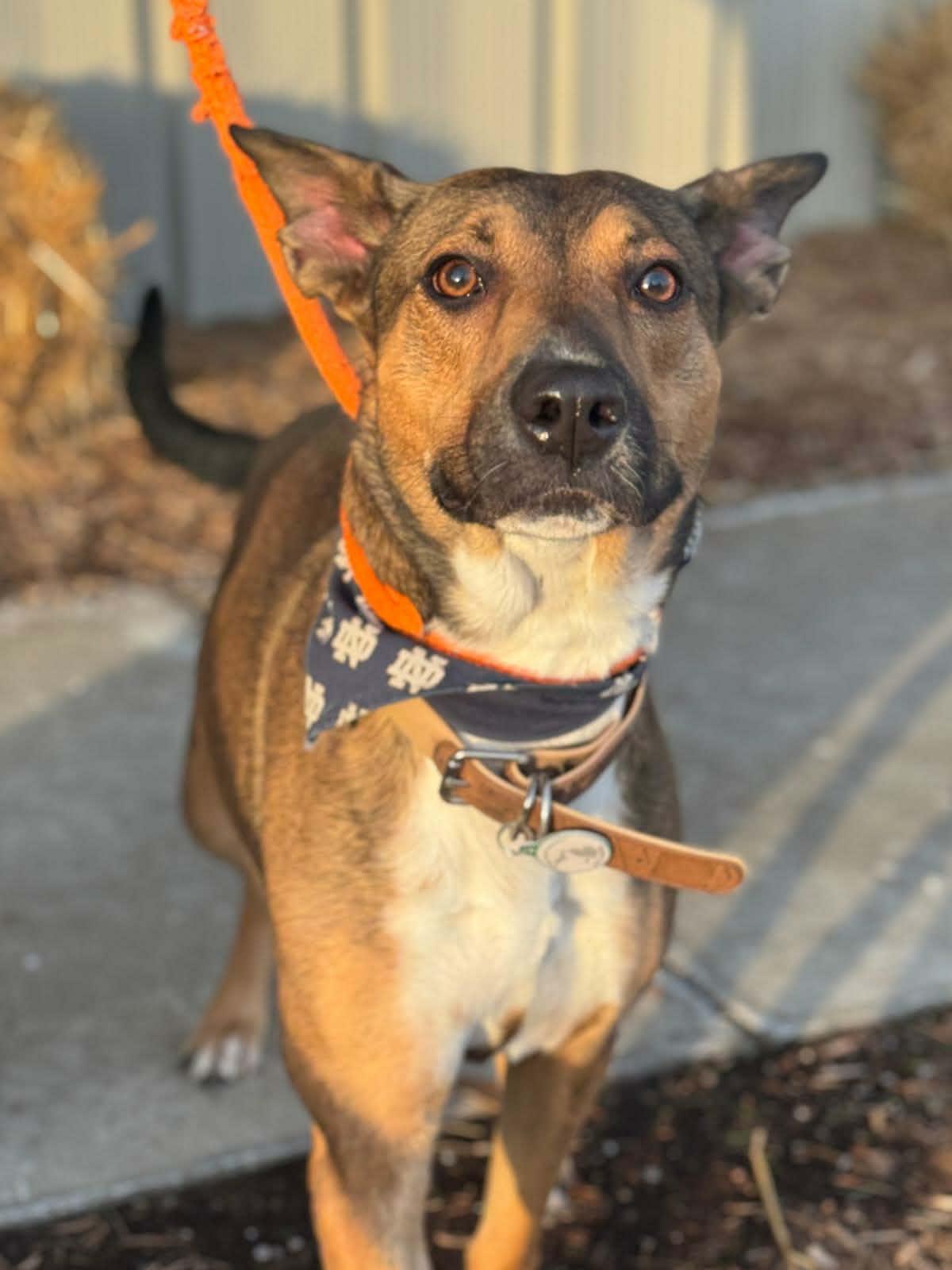 Peyton, a ADOPTABLE mixed breed in Benton Harbor, MI image 6/6