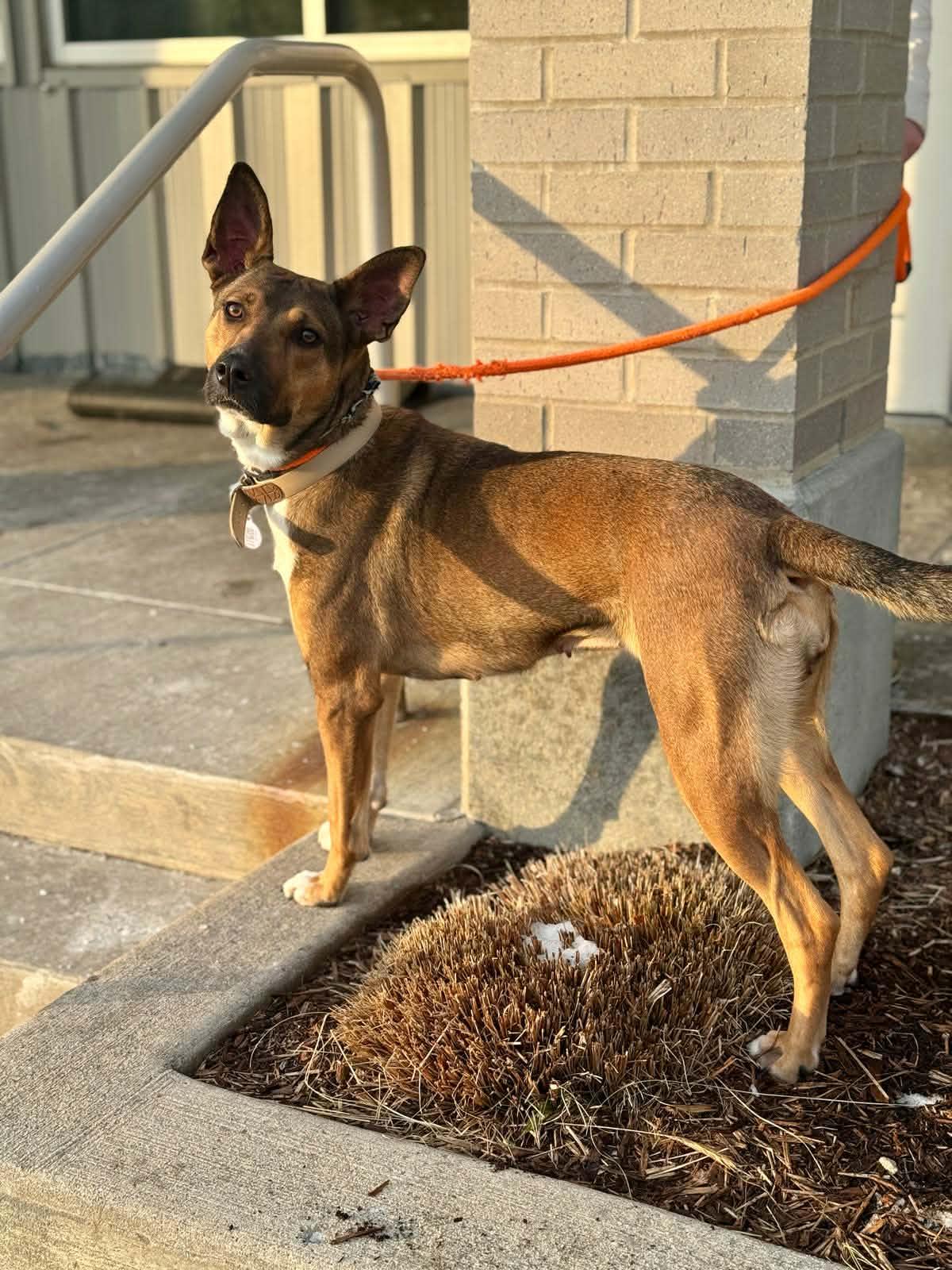 Peyton, a ADOPTABLE mixed breed in Benton Harbor, MI image 1/6