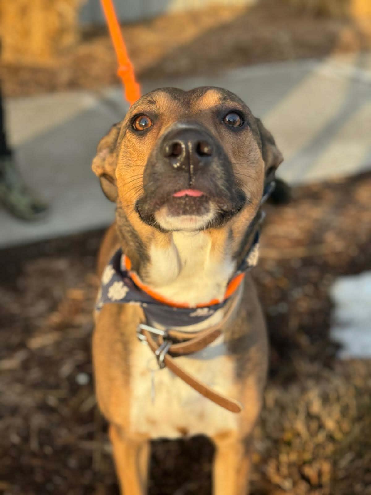 Peyton, a ADOPTABLE mixed breed in Benton Harbor, MI image 5/6