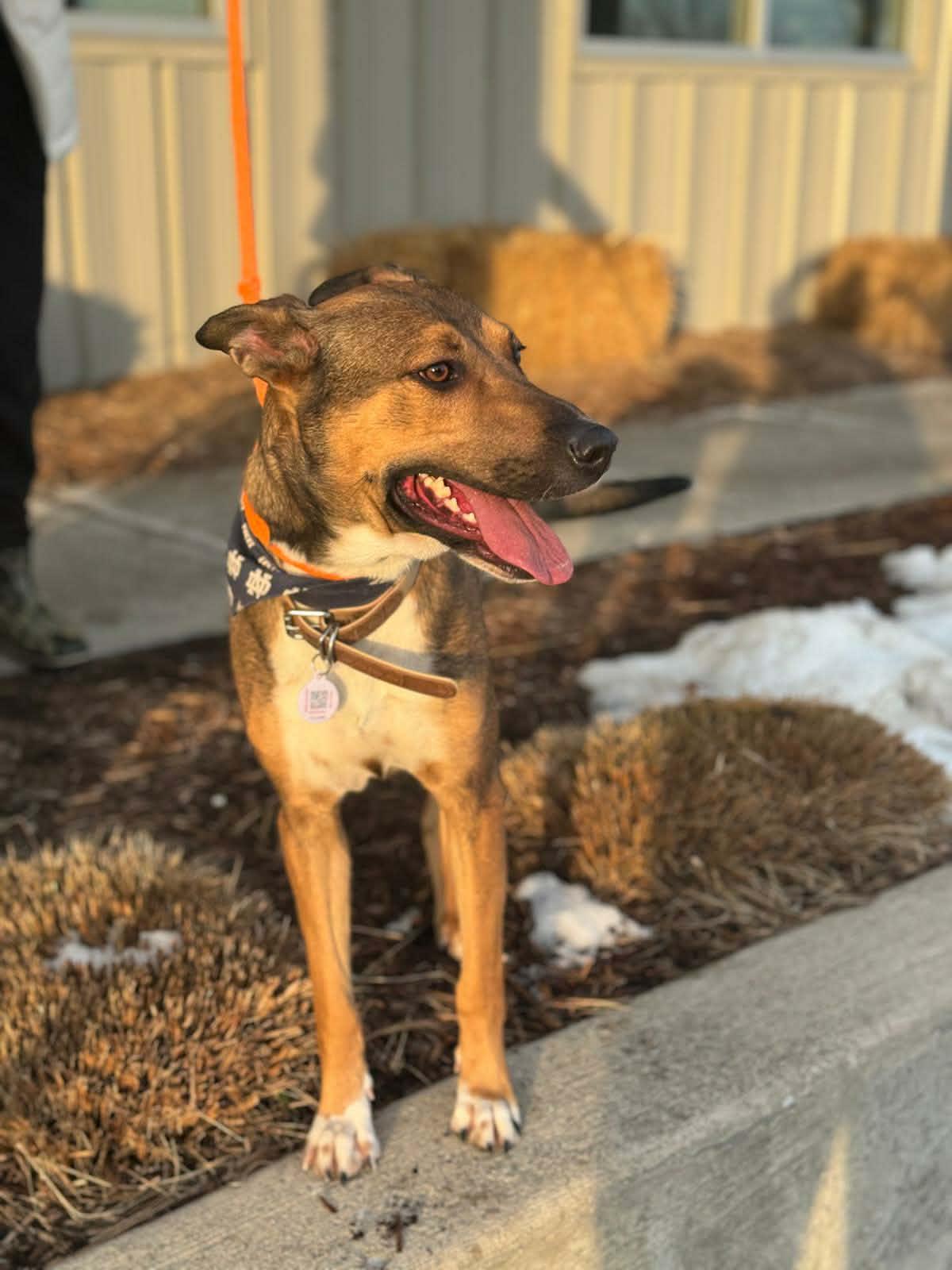 Peyton, a ADOPTABLE mixed breed in Benton Harbor, MI image 4/6