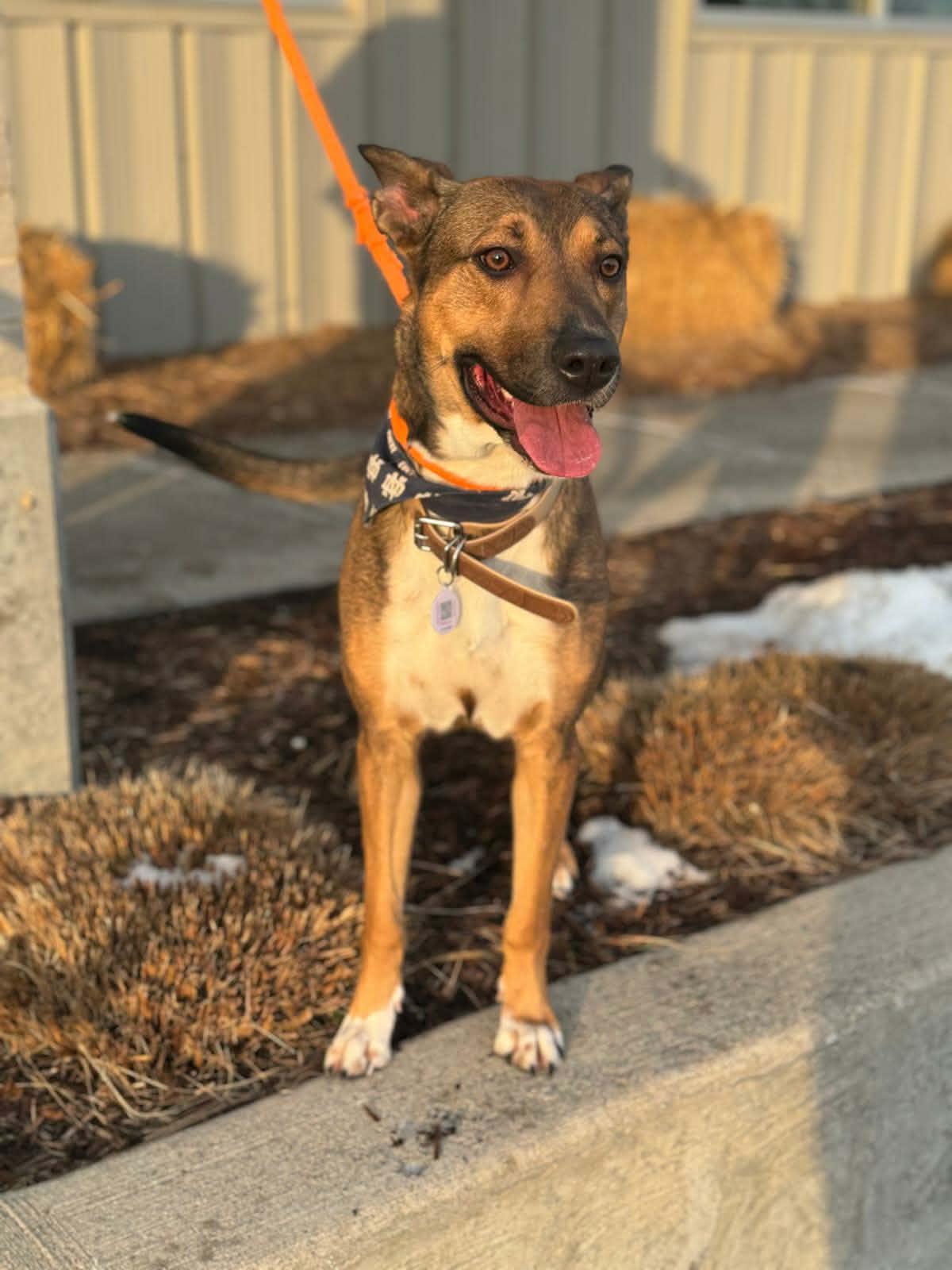 Peyton, a ADOPTABLE mixed breed in Benton Harbor, MI image 2/6