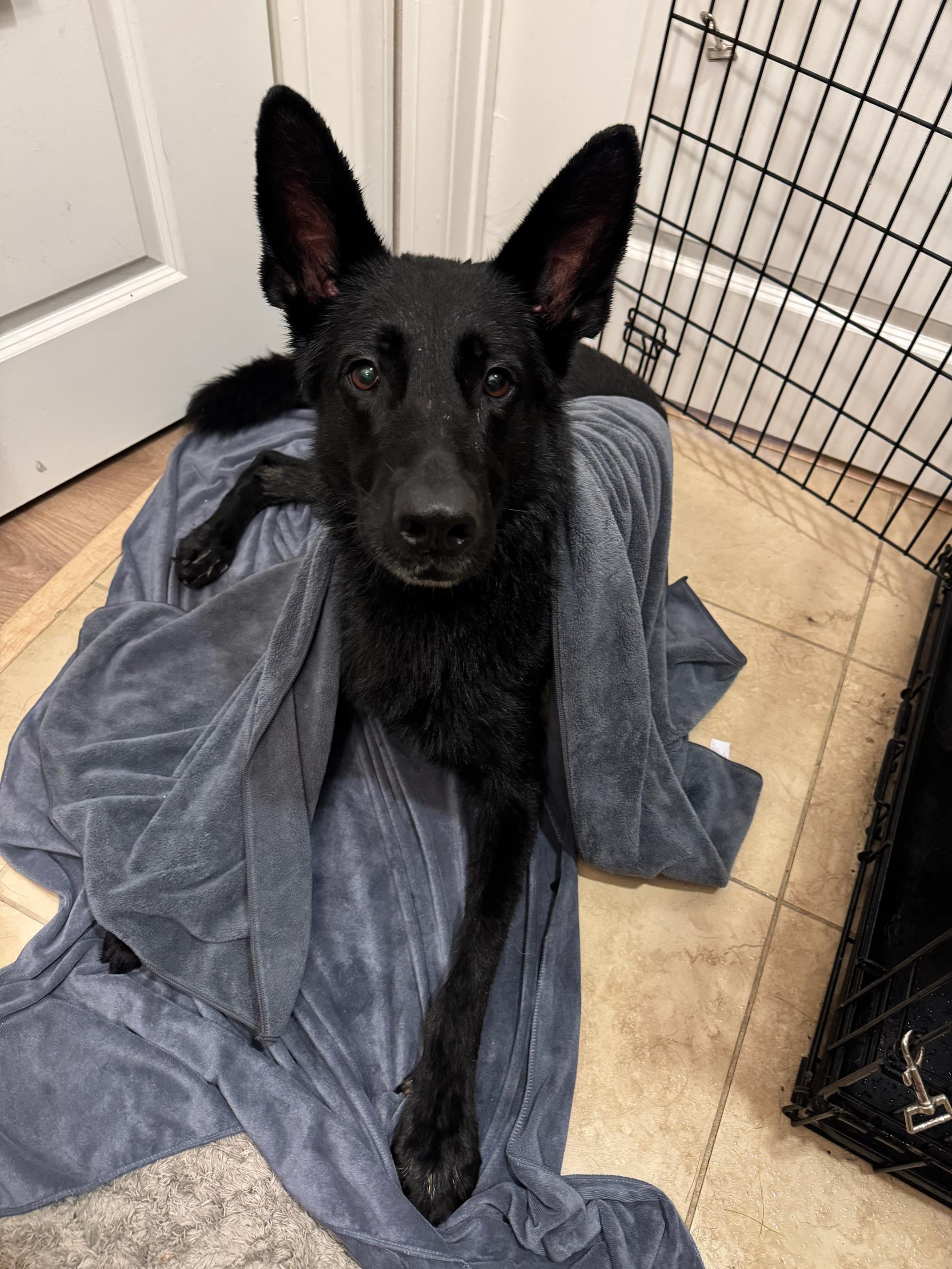Enlarge Dune, a Adoptable German Shepherd Dog in Burbank, CA image 6/6
