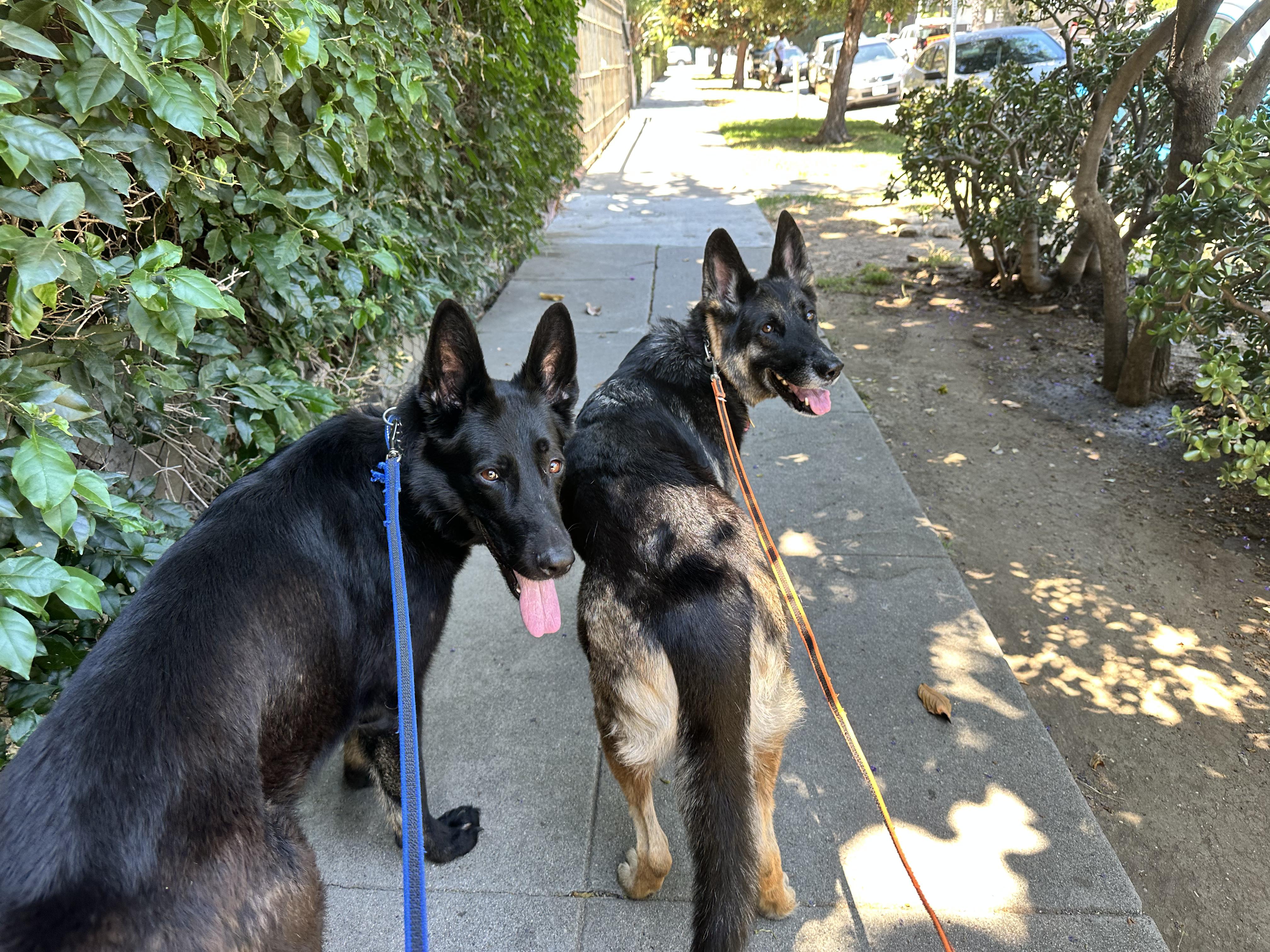 Enlarge Dune, a Adoptable German Shepherd Dog in Burbank, CA image 4/6