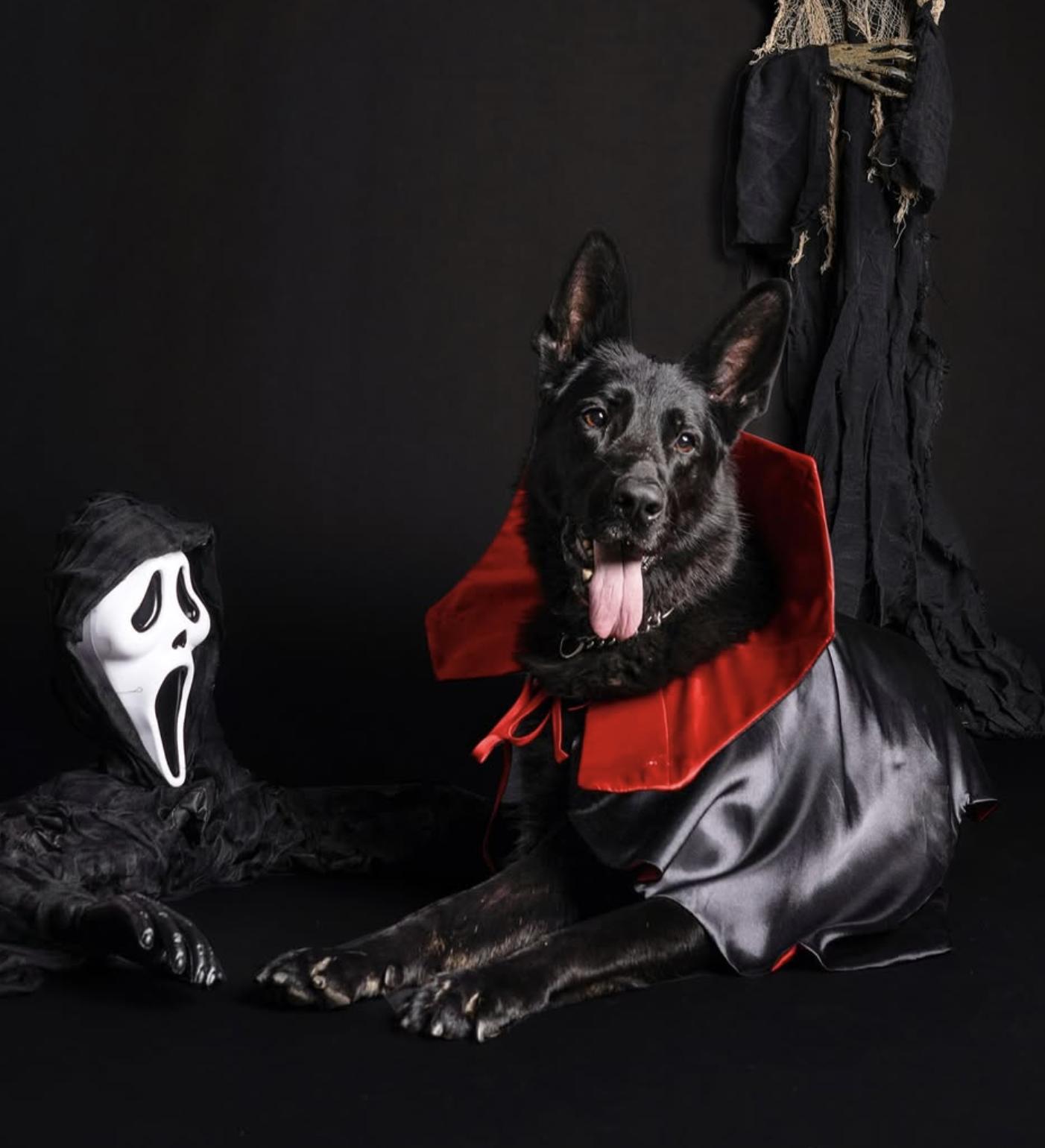 Enlarge Dune, a Adoptable German Shepherd Dog in Burbank, CA image 2/6