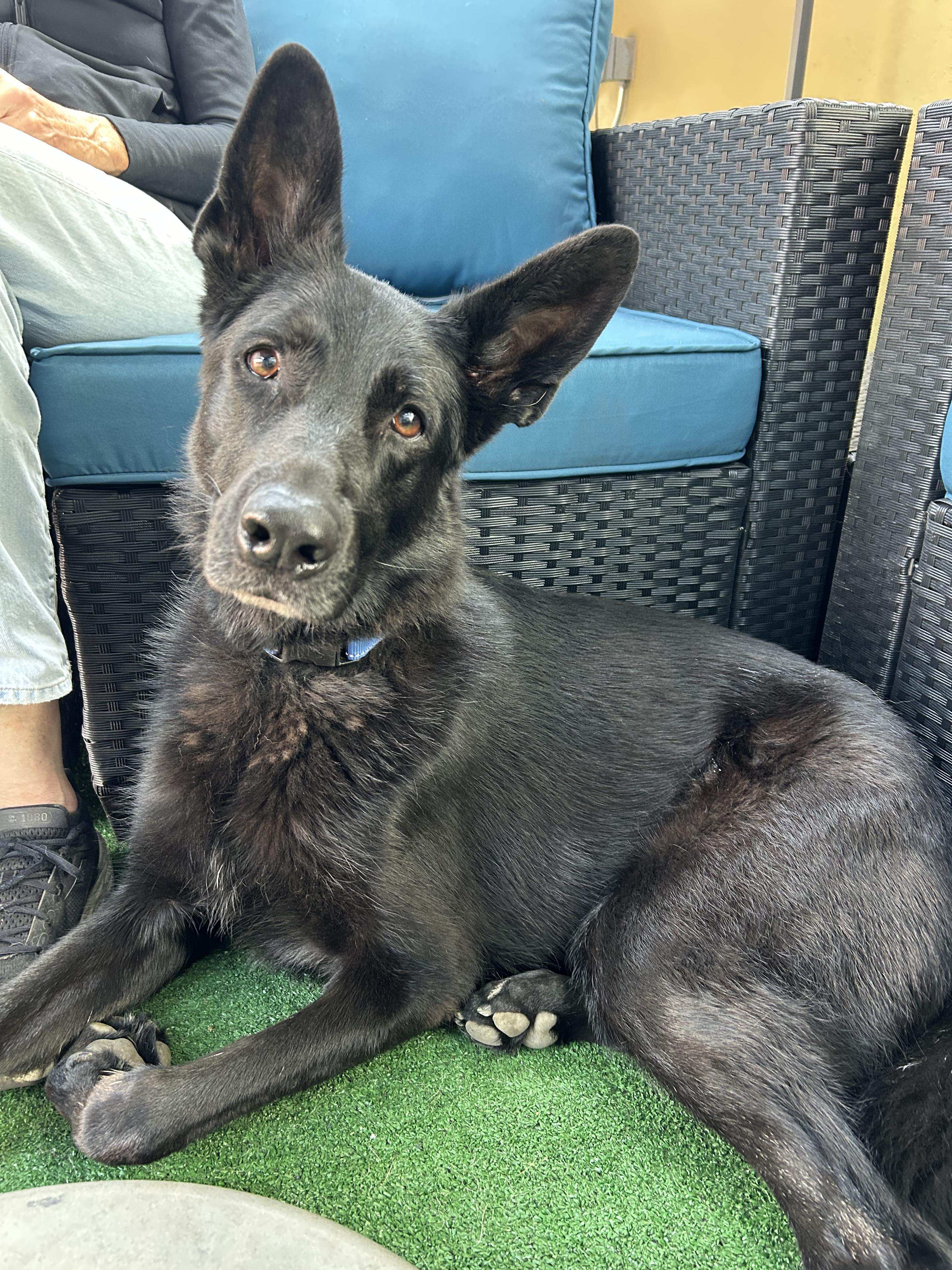Enlarge Dune, a Adoptable German Shepherd Dog in Burbank, CA image 3/6