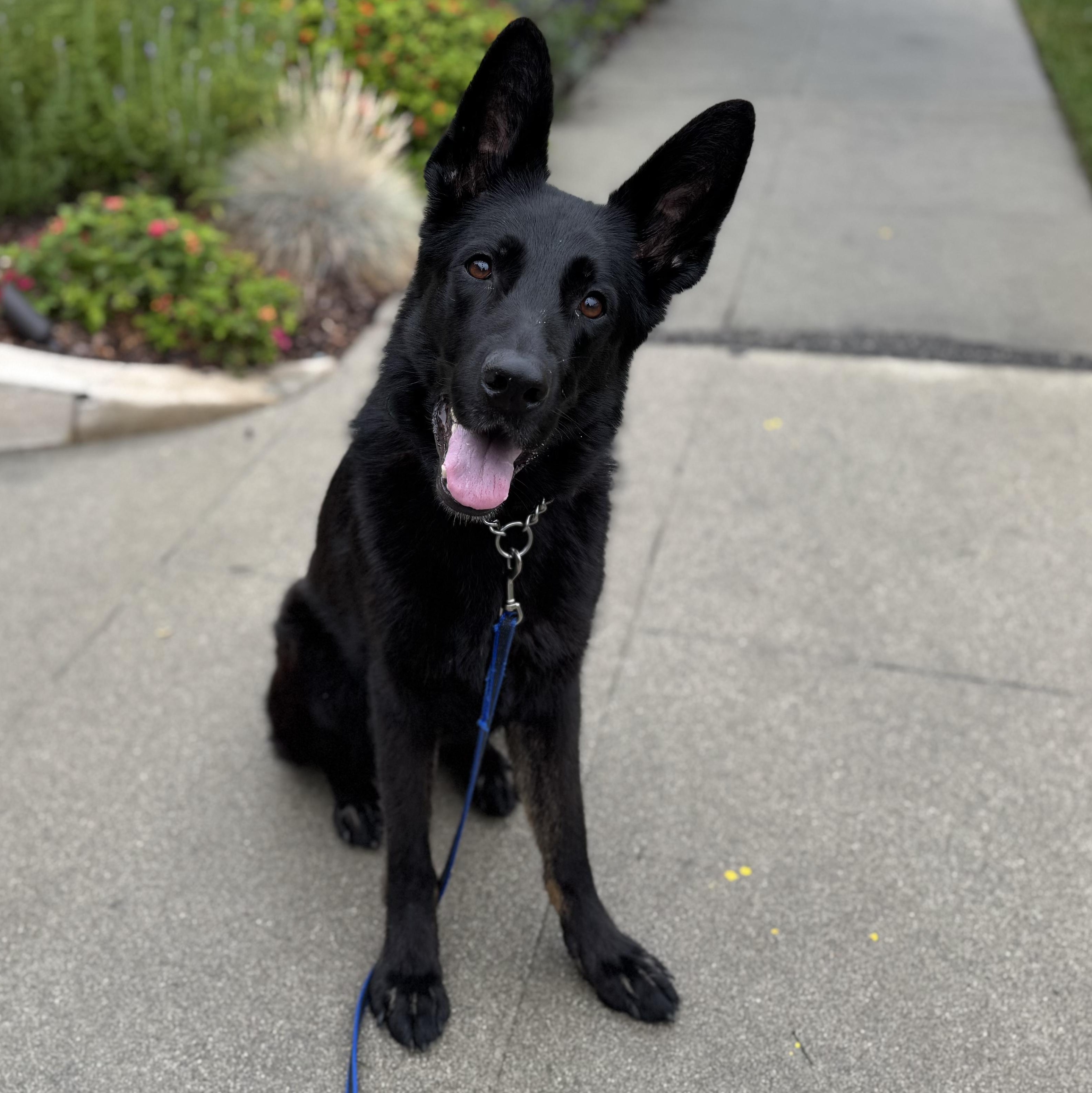 Dune, Adoptable, Young Male German Shepherd Dog.