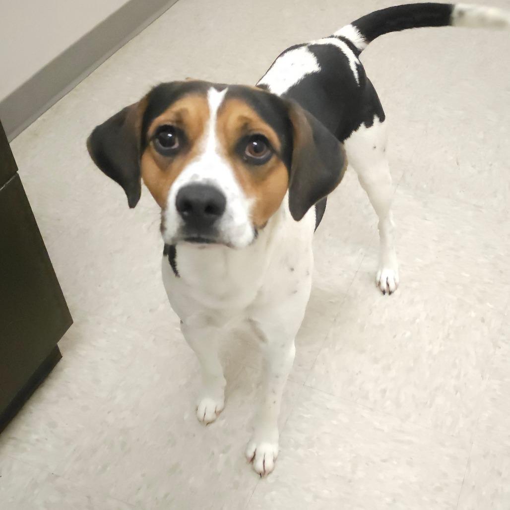 Carter, a Adoptable Hound in Concord, NC image 1/2