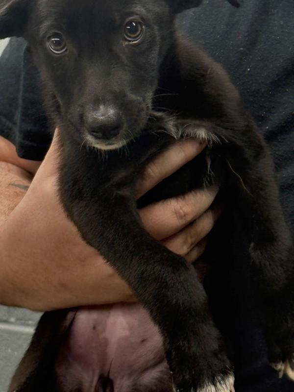 Enlarge Rye, a Adoptable mixed breed in Campbellsville, KY image 1/1