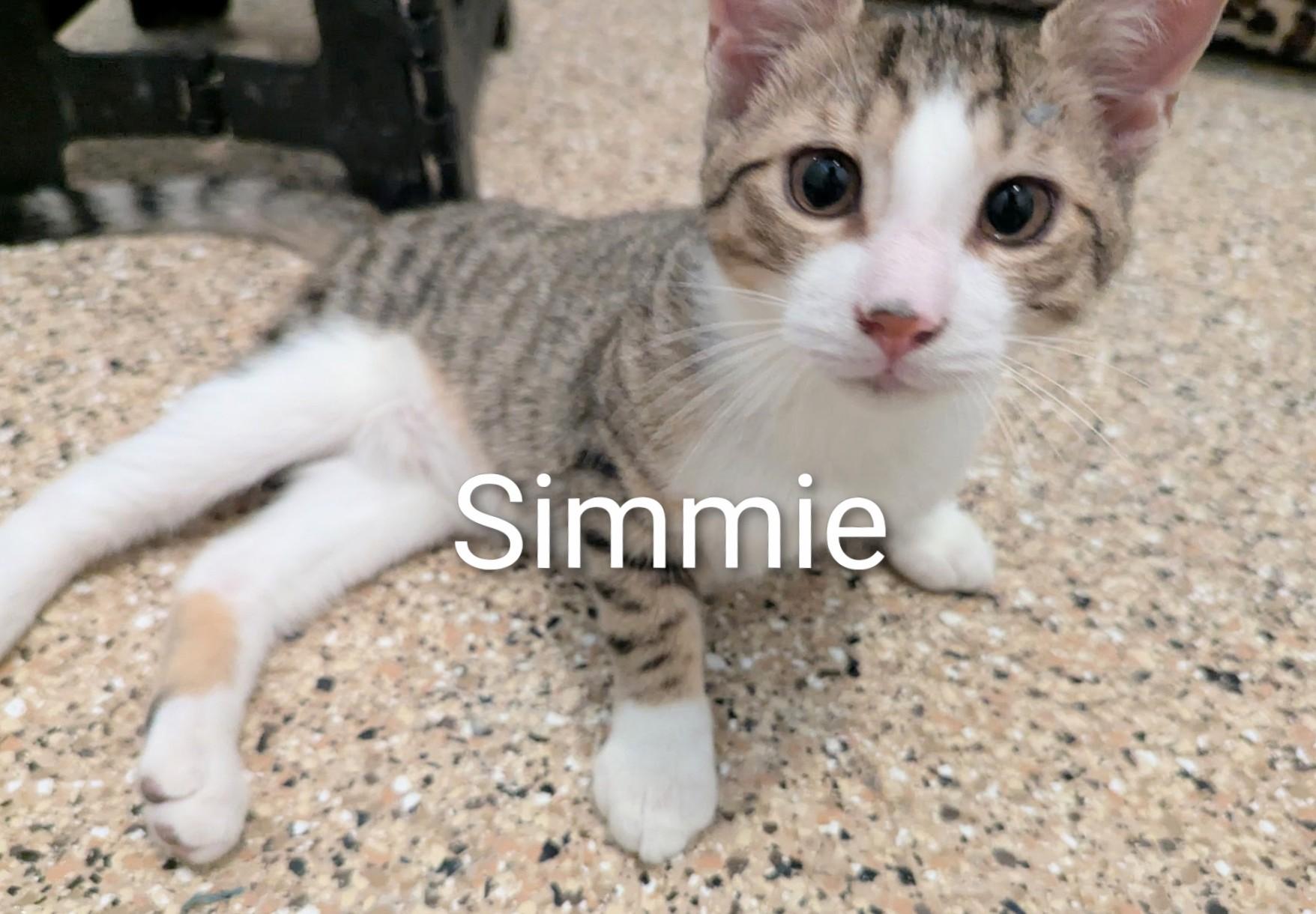 Enlarge Simmie, a ADOPTABLE Domestic Short Hair in Fort Myers Beach, FL image 2/2