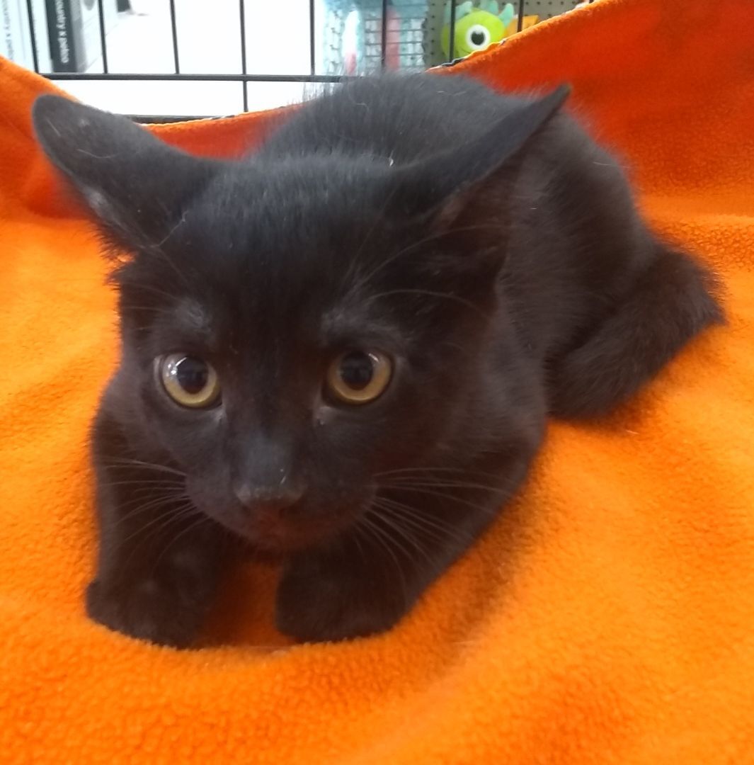 Clark, Adoptable, Young Male Domestic Short Hair.