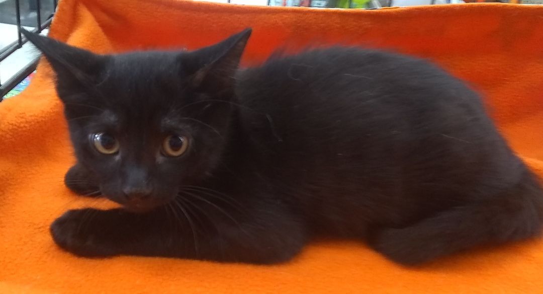 Enlarge Clark, a Adoptable Domestic Short Hair in Houston, TX image 2/2