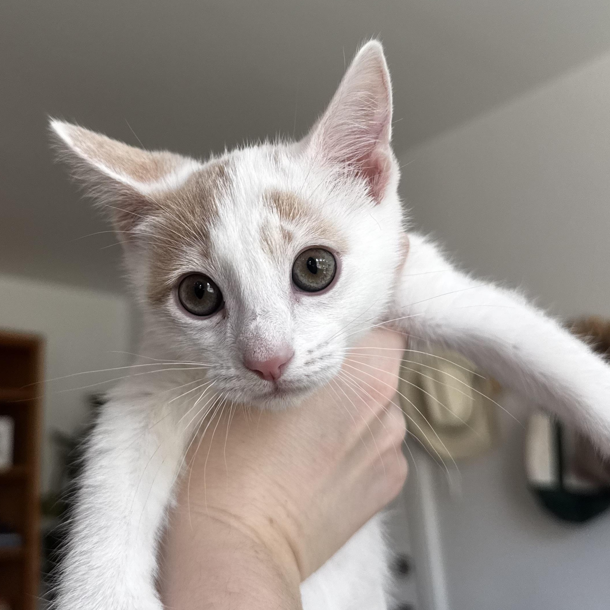 Enlarge Mike , an adopted Domestic Short Hair in Santa Ana, CA image 3/5