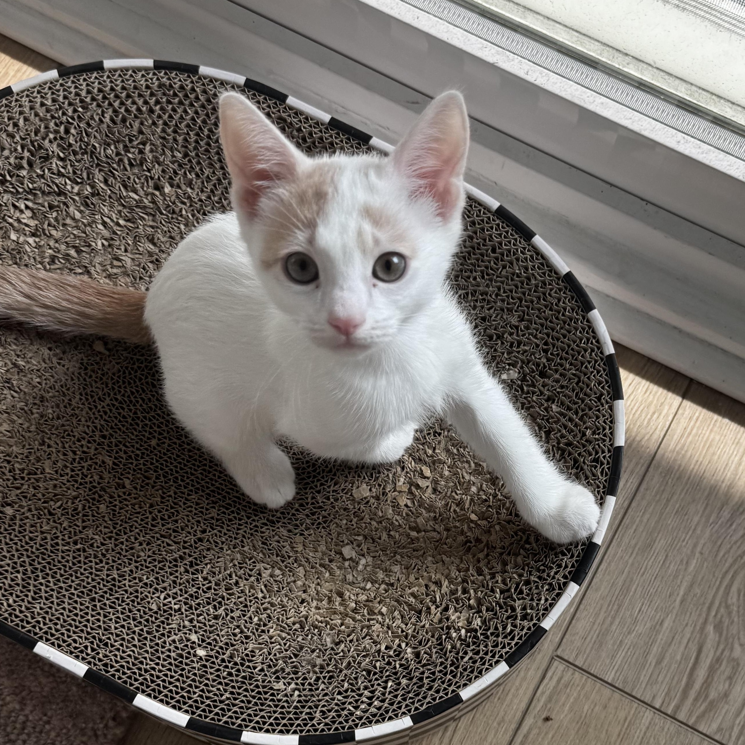 Enlarge Mike , an adopted Domestic Short Hair in Santa Ana, CA image 2/5