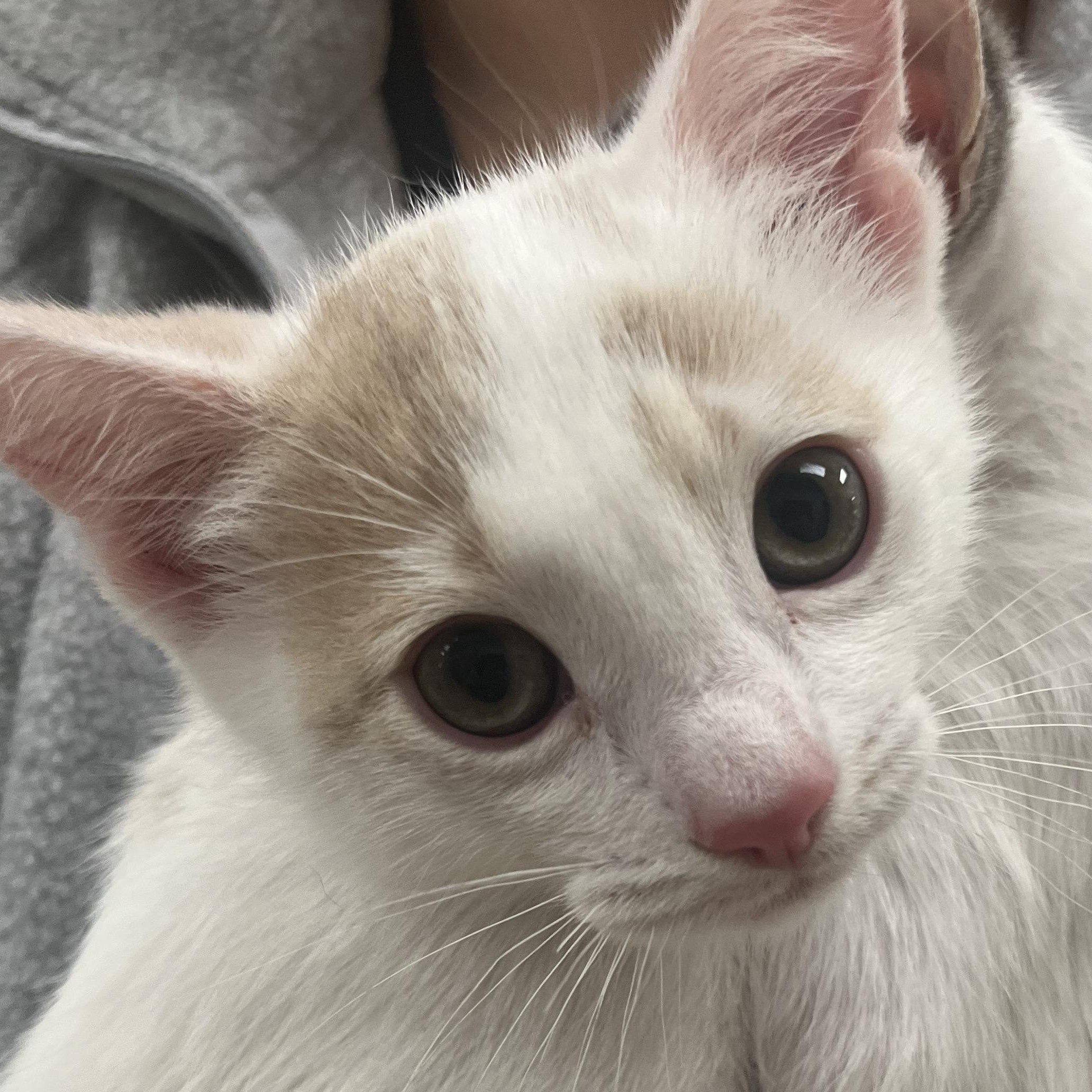 Enlarge Mike , an adopted Domestic Short Hair in Santa Ana, CA image 1/5