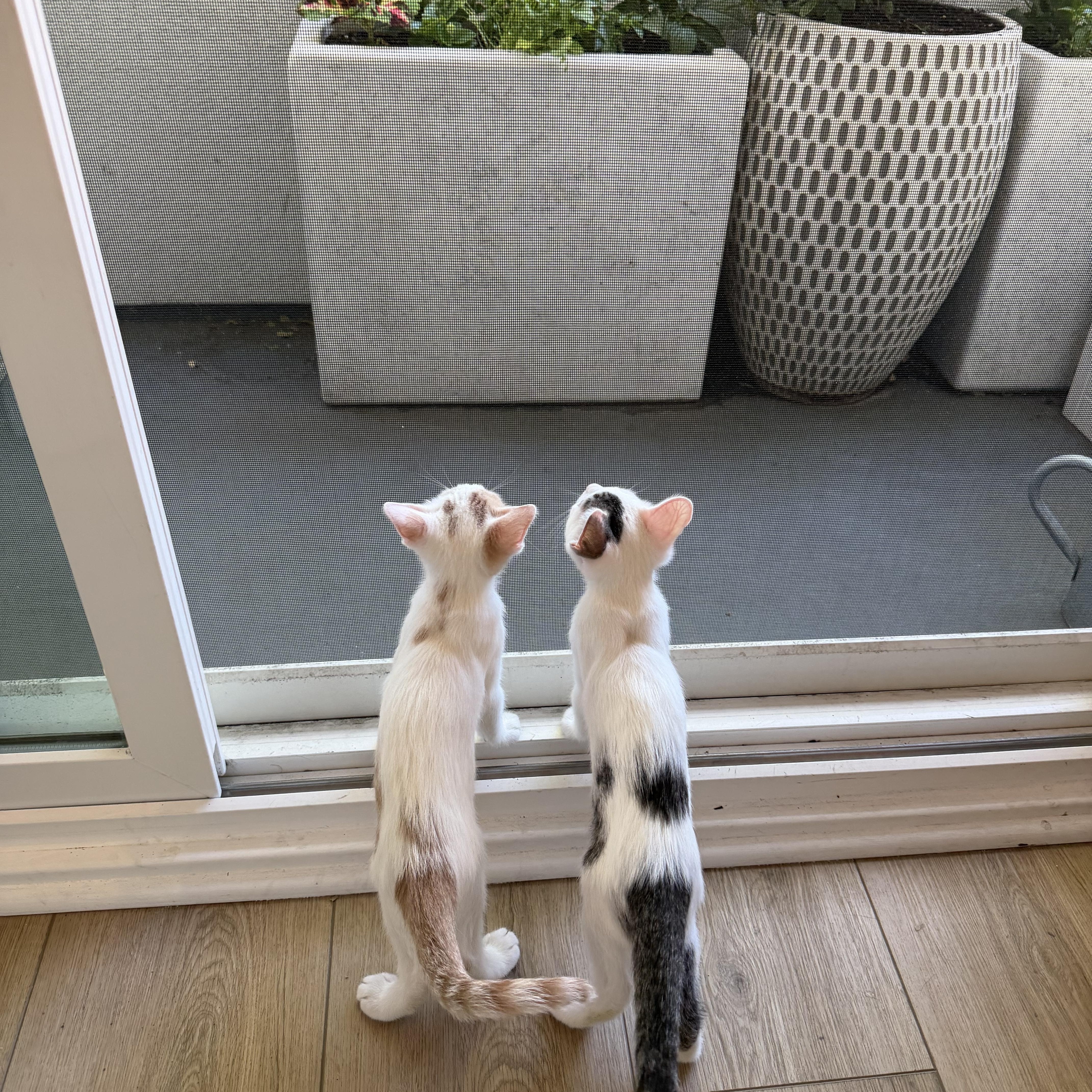 Enlarge Mike , an adopted Domestic Short Hair in Santa Ana, CA image 4/5