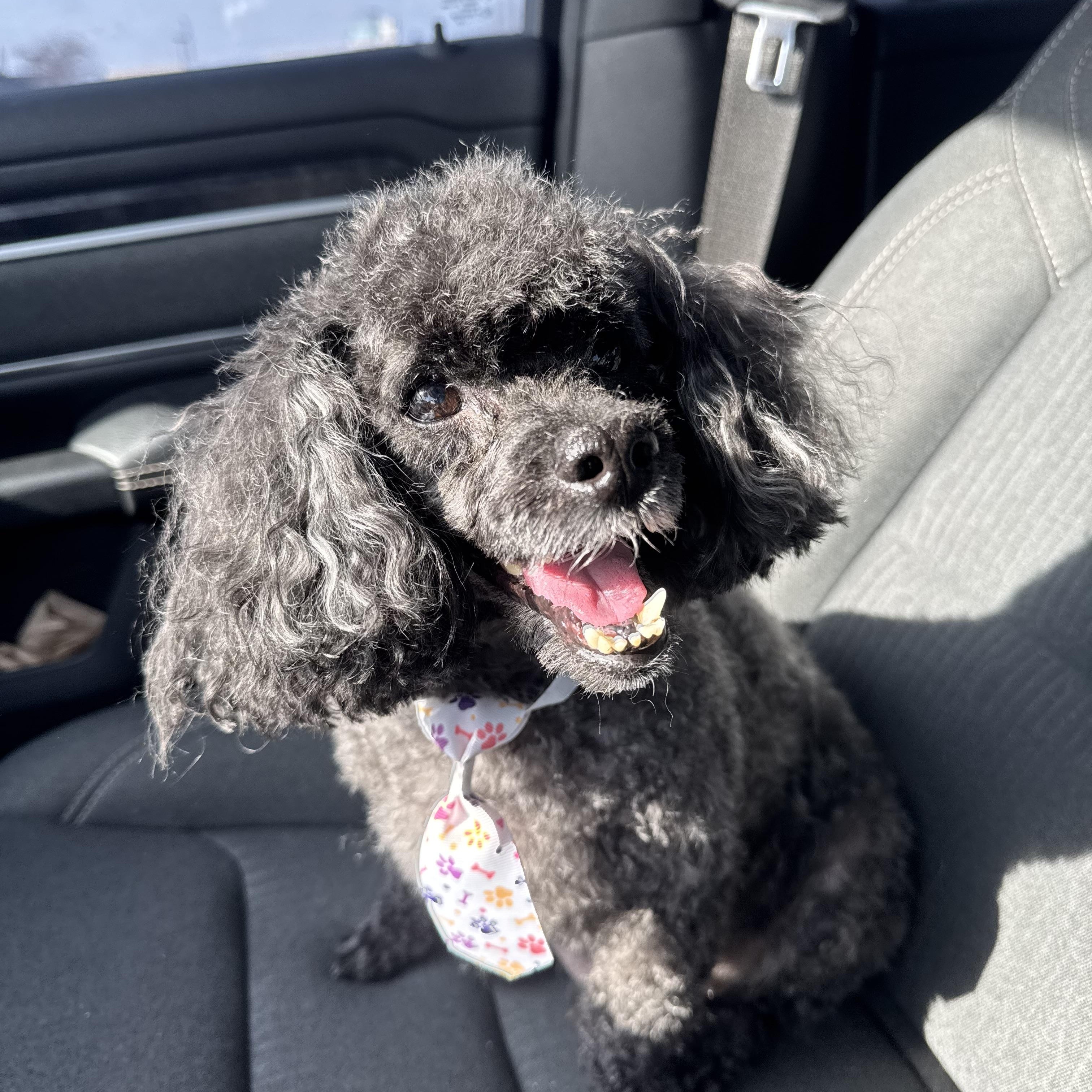 Trevor! Sweet older guy! , an adopted Miniature Poodle in RUSSIAVILLE, IN image 1/3