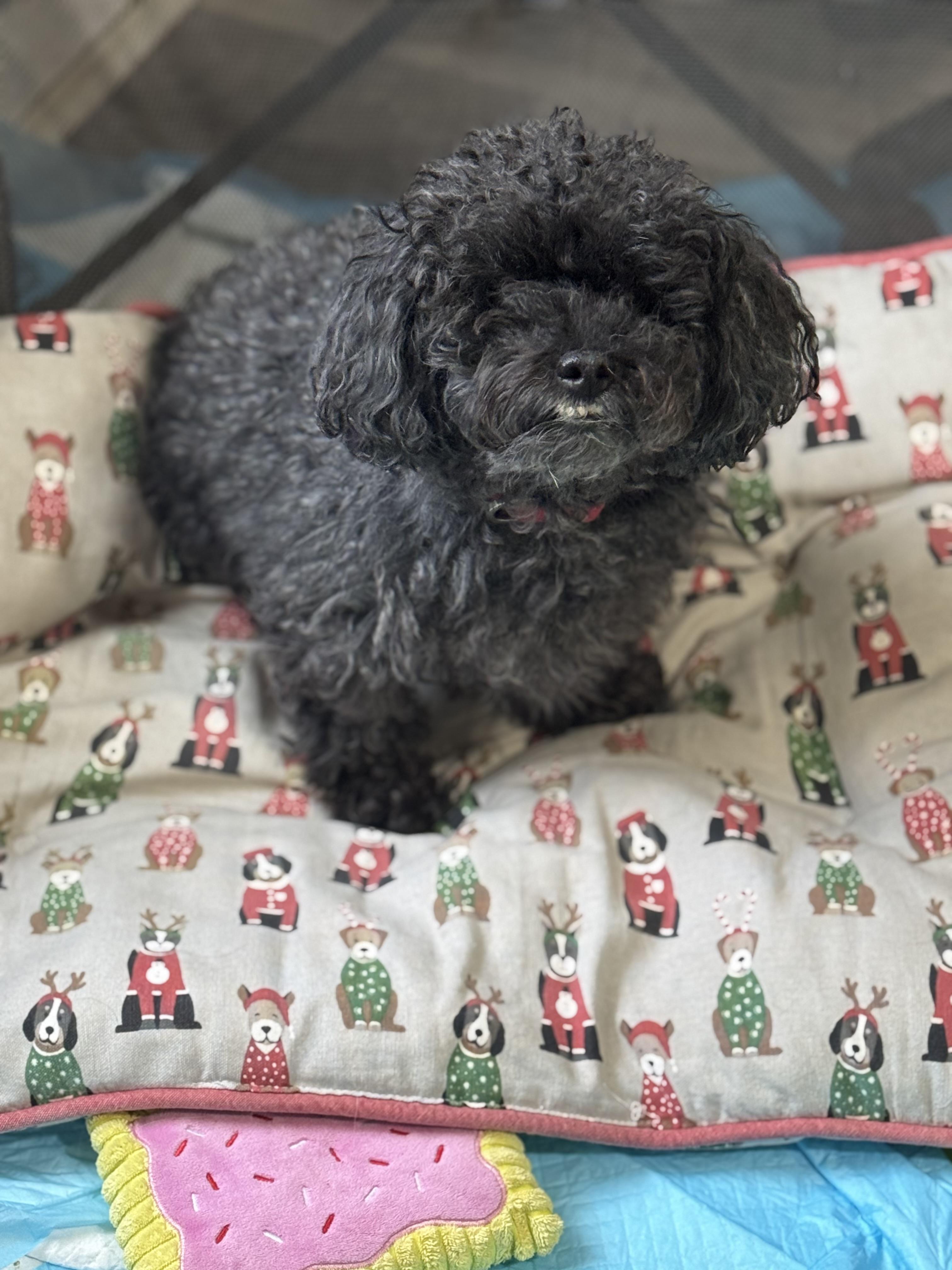 Trevor! Sweet older guy! , an adopted Miniature Poodle in RUSSIAVILLE, IN image 2/3