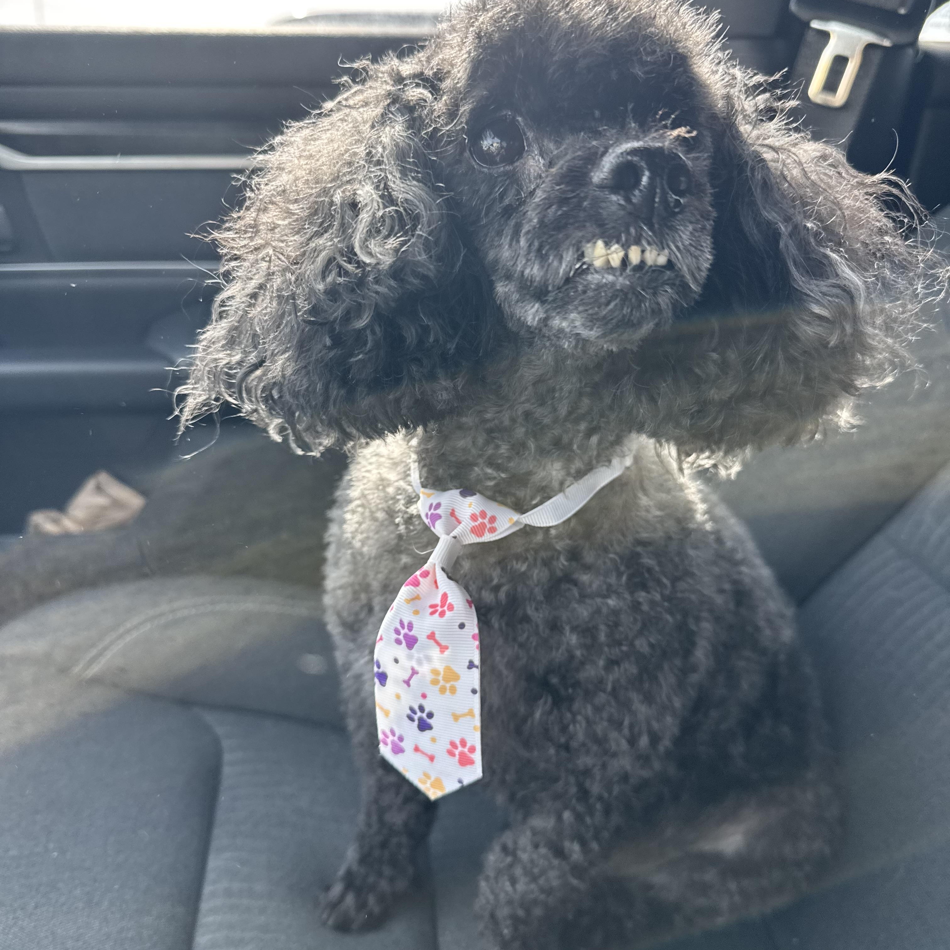 Trevor! Sweet older guy! , an adopted Miniature Poodle in RUSSIAVILLE, IN image 3/3