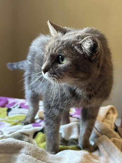 Amelia — thumbnail 3