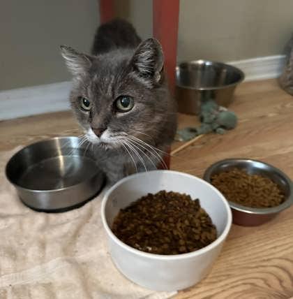 Amelia — thumbnail 4