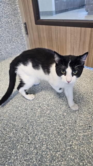 RASCAL, Adoptable, Young Male Domestic Short Hair.