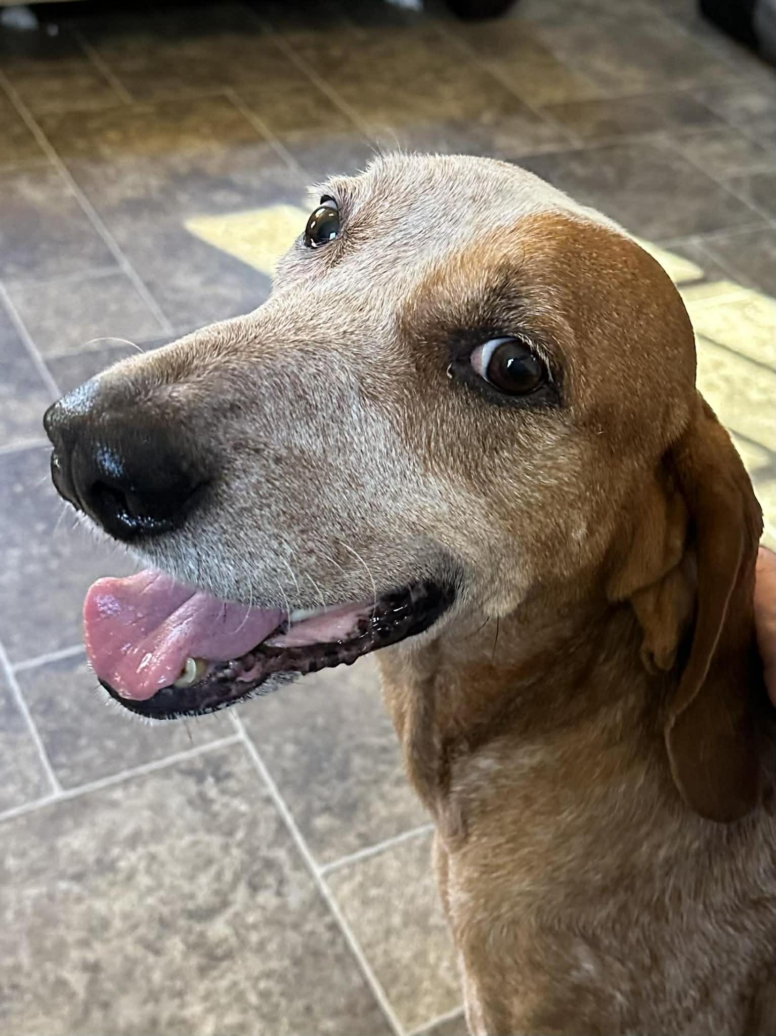 Enlarge Norris, a Adopted Hound in Elkins, WV image 2/3