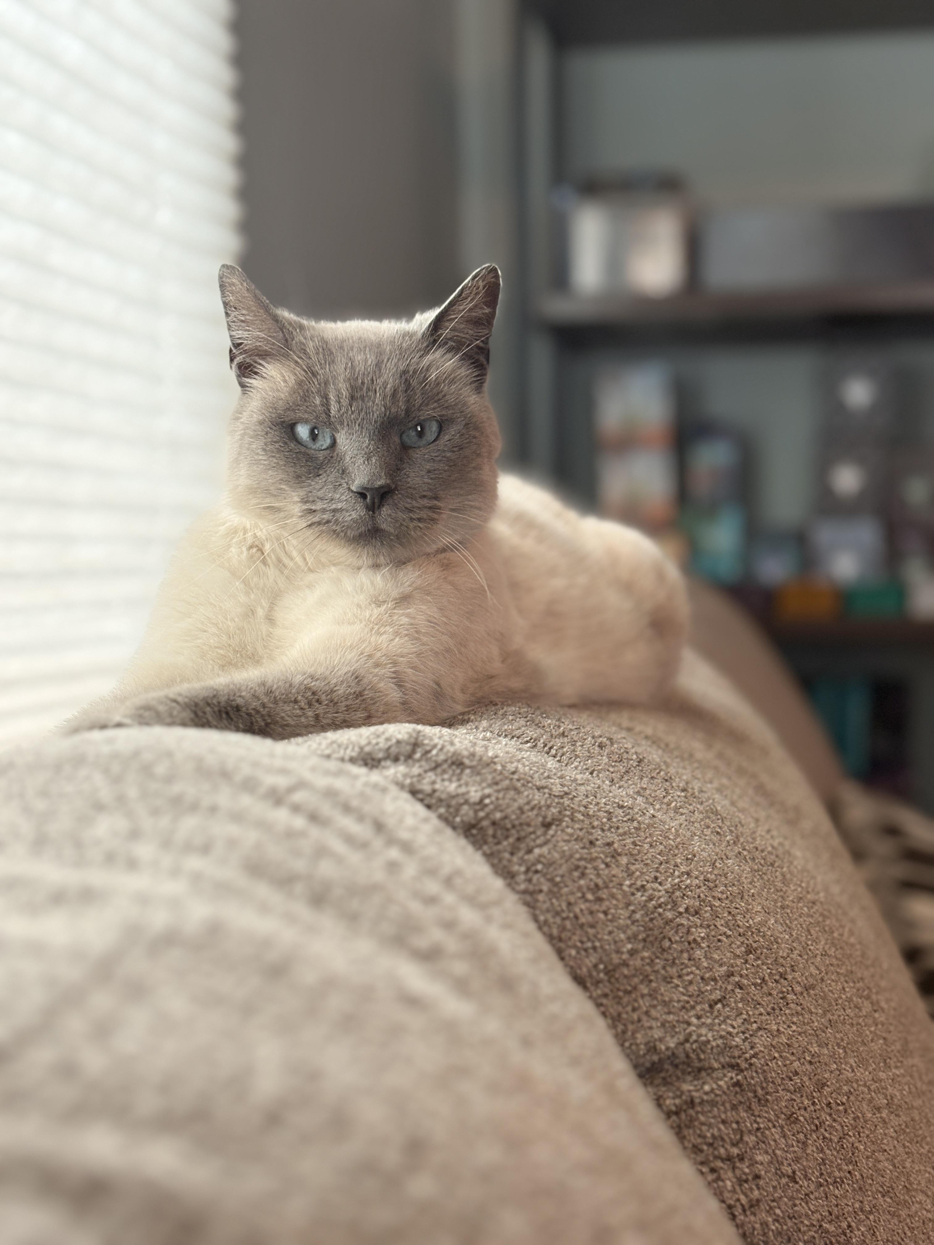 Enlarge Iris, an adopted Siamese in Mansfield, PA image 1/4