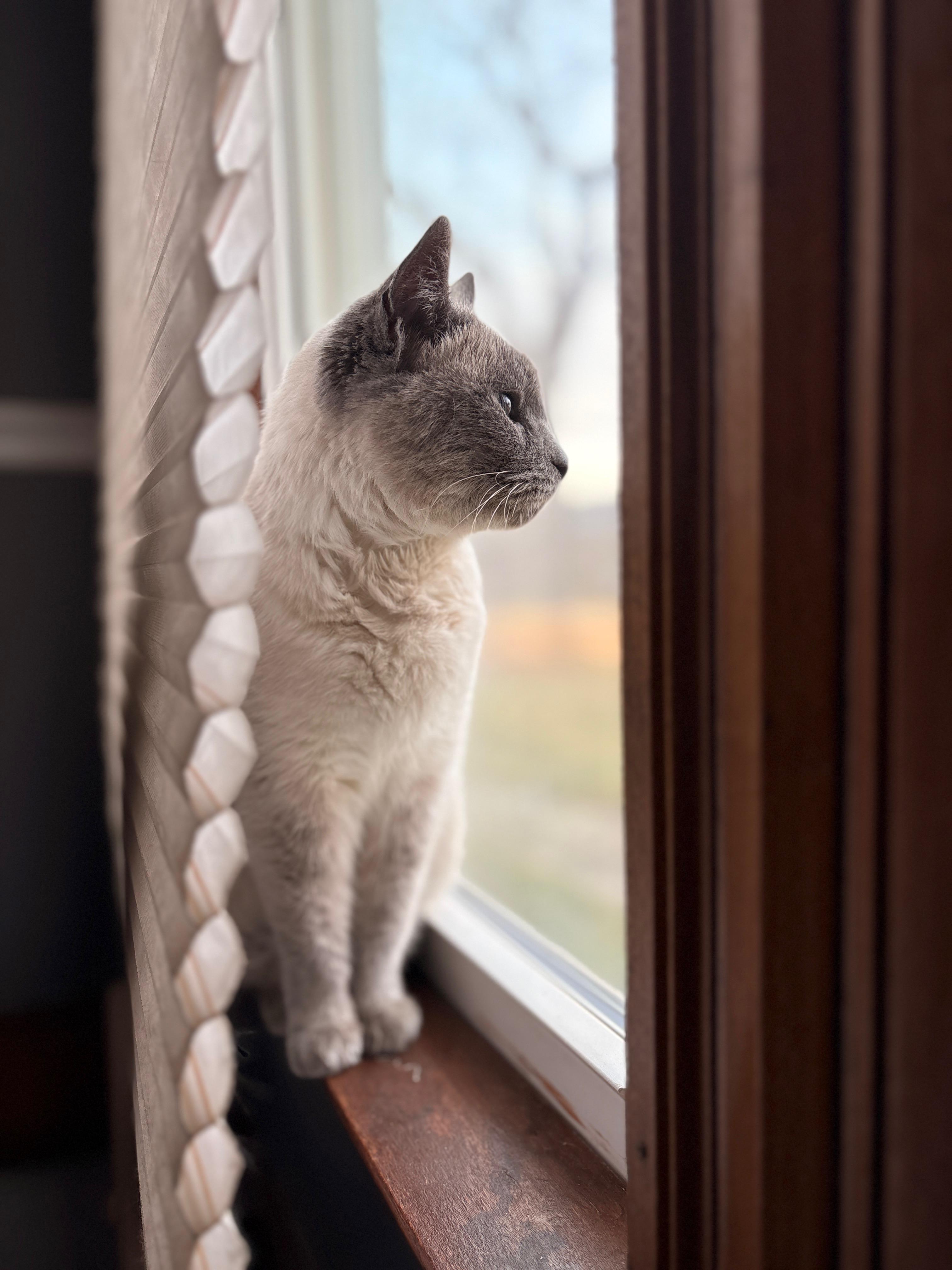 Enlarge Iris, an adopted Siamese in Mansfield, PA image 2/4