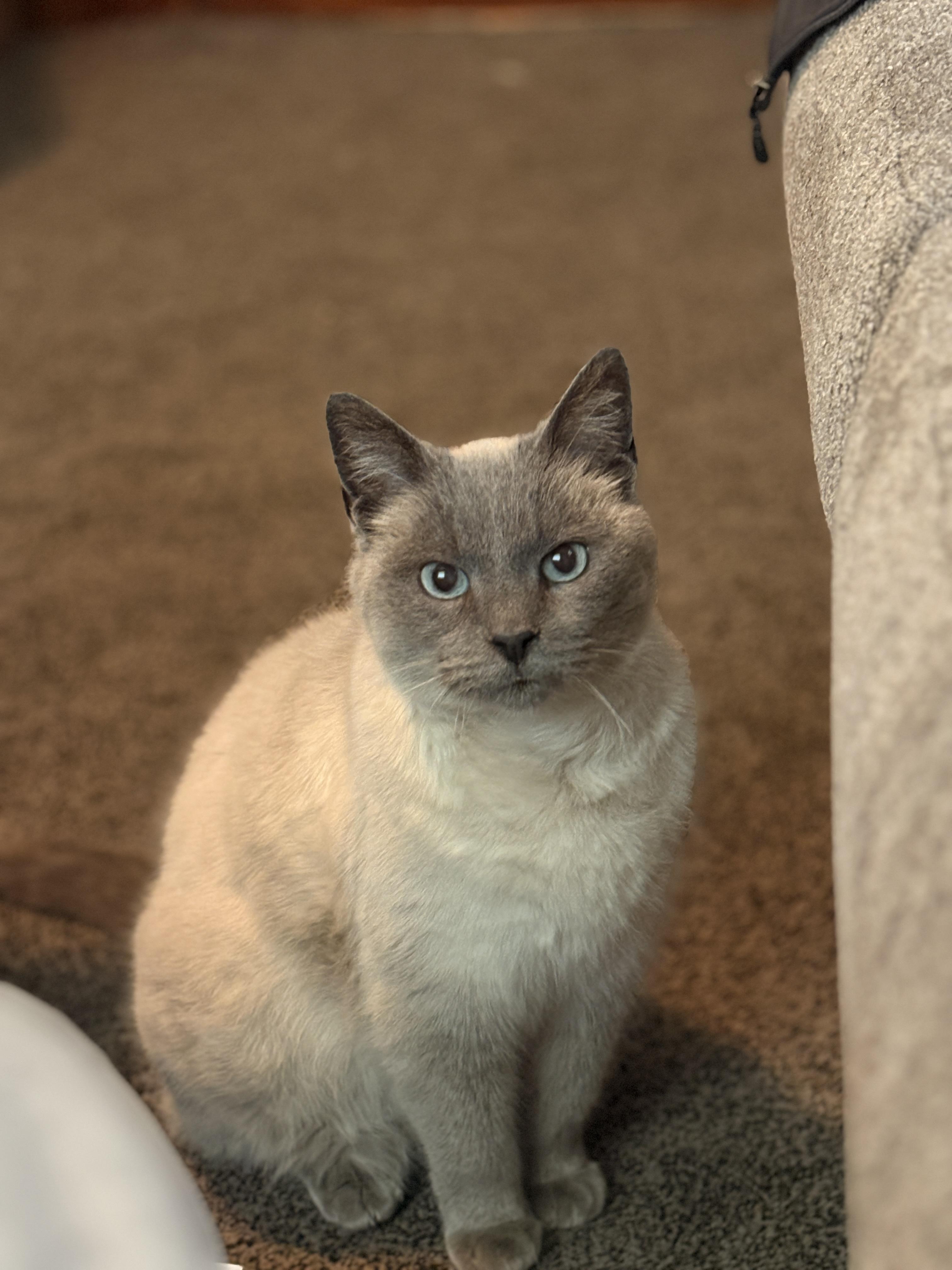Enlarge Iris, an adopted Siamese in Mansfield, PA image 3/4